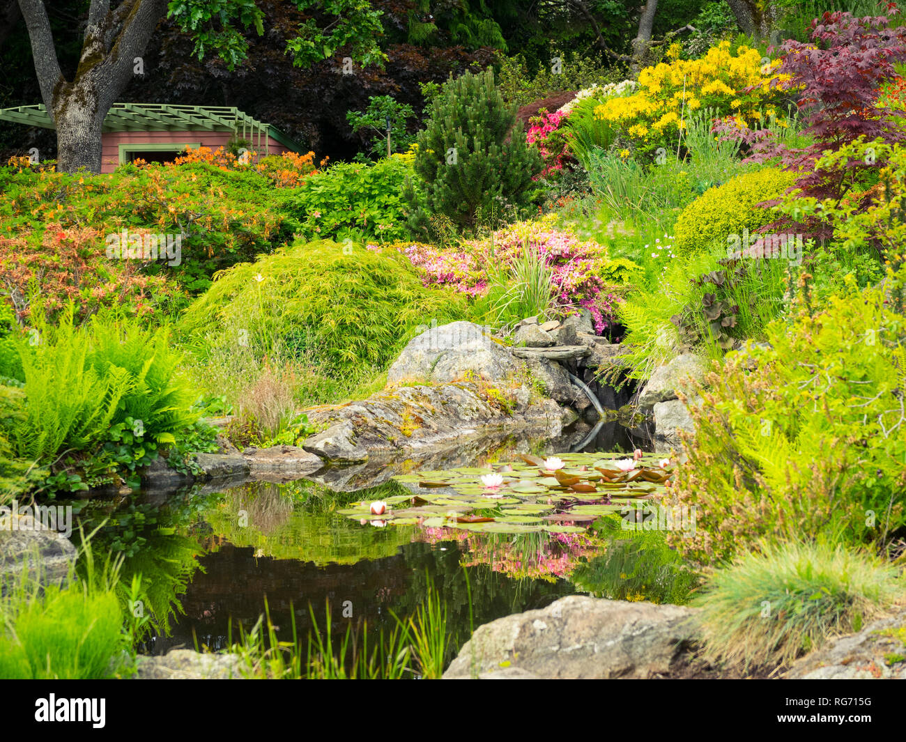 Ein Blick auf das Gartenhaus und Lotus Teich in der brillanten (Abkhazi Garden Abkhazi Gardens) während der Frühling in Victoria, British Columbia, Kanada Stockfoto