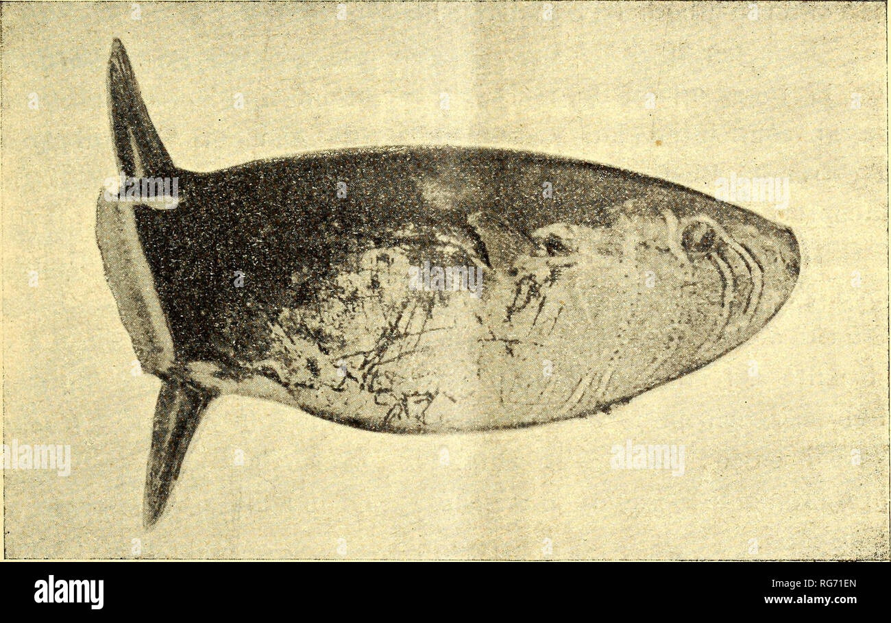 . Bullettino delle sedute della Accademia gioenia di Regional naturali in Catania. Wissenschaft. Â 17 â nelle Loro monografie nicht ne Hanno fatto menzione. Essendo stato pescato, ein ca. 4 Chilometri dall'Isola dei Ciclopi, nel Settembre del 1904, un-esemplare di questo Pesce ed avendolo il Cbia. mo Prof. A. BÃ¬isso, direttore del Museo Zoologico, posto Ein mia Disposi-zione, Credo di Non lieve Interesse vuoi per La sua raritÃ, vuoi Pro i caratteri che Presenta e sia anche per i pochi Dati che si Hanno, darne la Beschreibung particolareggiata e la fotografia dell'Esem-Plare, che trovasi conservato in Stockfoto