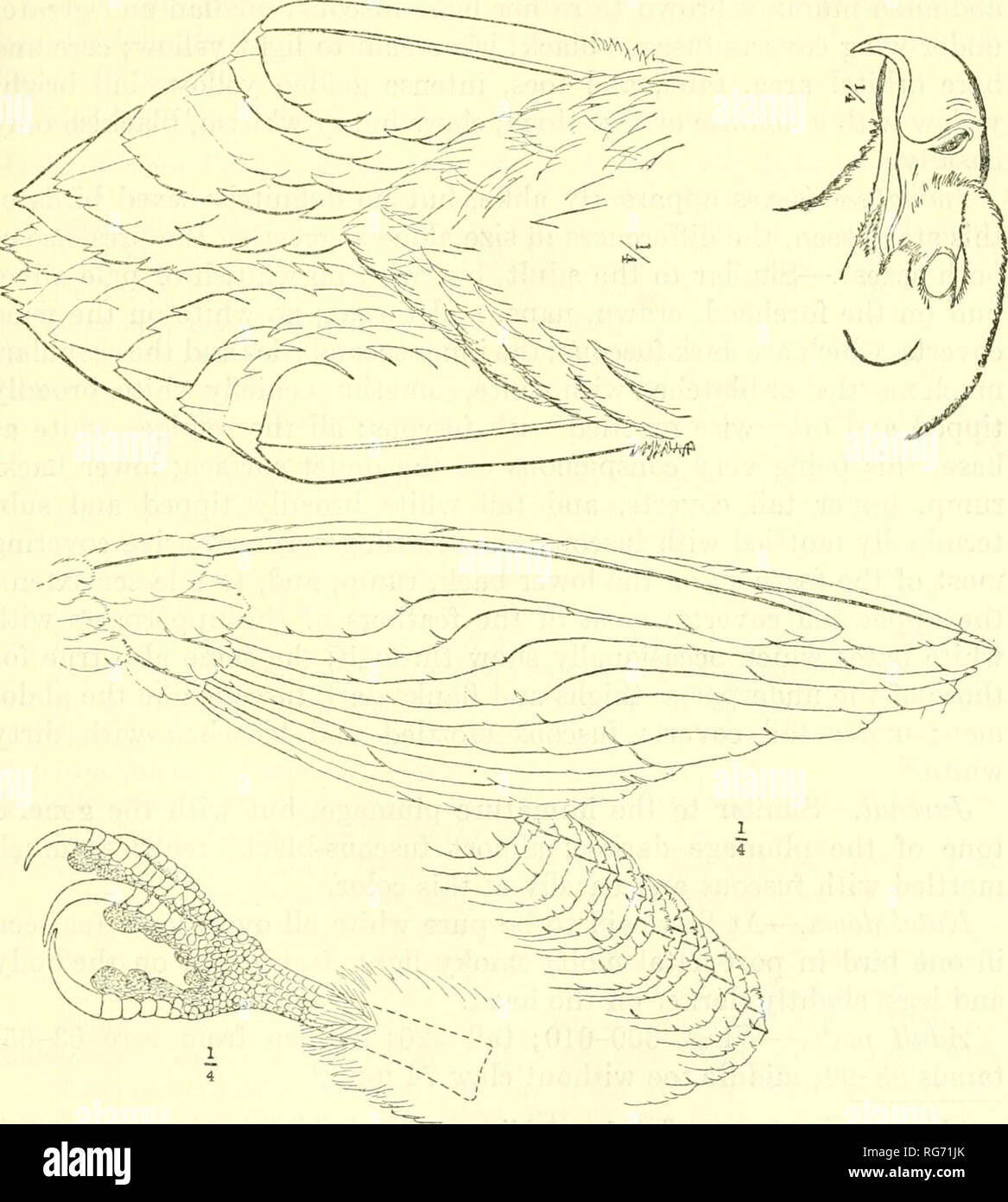 . Bulletin - United States National Museum. Wissenschaft. Vögel von Nord- und Mittelamerika THALLASOAfiTUS PELAGICUS (Pallas) Steller's Sea Eagle 469 Erwachsene (Geschlechter gleichermaßen). - Stirn blasse biiffy weiß, die Federn mit chaetura tristen Welle Streifen; Krone und Hinterhauptbein chaetura düster, die Federn gespitzt und umrandet mit hellen Olivgrüntönen - buff, vor allem auf der postero-laterale Teile der Krone und den Seiten der occiput; Nacken und ein breites Band zur Verlängerung von dannen um die Seiten des Halses sehr blass. Abbildung 35.- Thallasoaetus pelagicus. Olive-buff bis cremeweiß, die Federn lanzettlichen, chaetura tristen basal Stockfoto