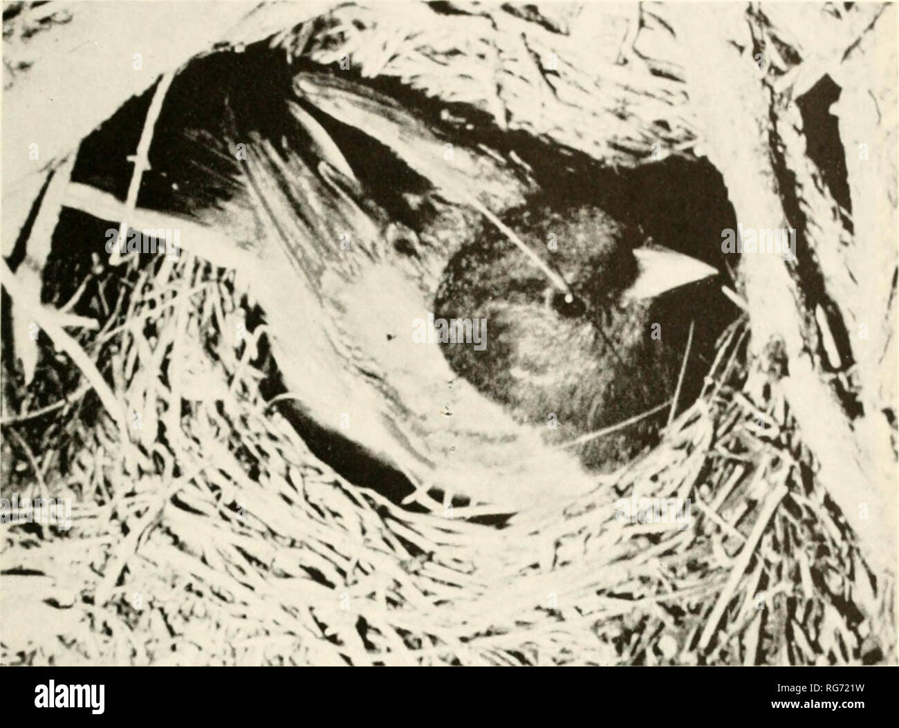 . Bulletin - United States National Museum. Wissenschaft. U.S. NATIONAL MUSEUM BULLETIN 237 Platte 59. Mono County, Kalifornien, USA, 6. Juli 195.^ Thurber s Oregon junco auf Nest K, g. iiK "lrx-, Jr. Bitte beachten Sie, dass diese Bilder sind von der gescannten Seite Bilder, die digital für die Lesbarkeit verbessert haben mögen - Färbung und Aussehen dieser Abbildungen können nicht perfekt dem Original ähneln. extrahiert. United States National Museum, Smithsonian Institution, Usa. Abt. des Innenraums. Washington: Smithsonian Institution Press, [etc. ]; Für Verkauf durch die Supp. von Docs. , Us Govt Drucken. Stockfoto