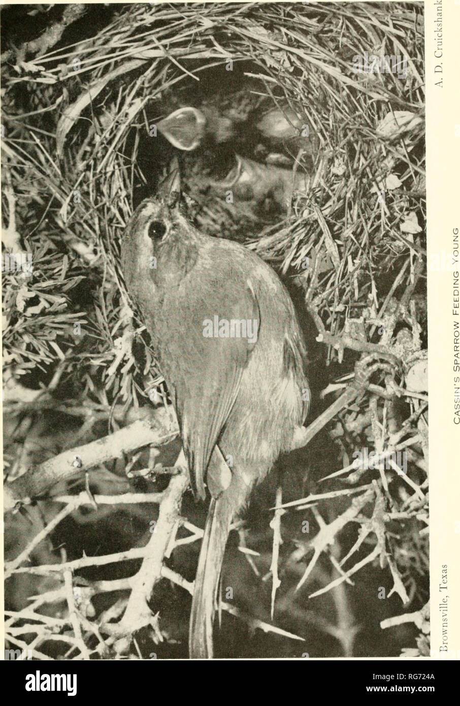 . Bulletin - United States National Museum. Wissenschaft. U S. NATIONAL MUSEUM BULLETIN 237 Platte 53. C 46-737-ut. 2 i 5. Bitte beachten Sie, dass diese Bilder sind von der gescannten Seite Bilder, die digital für die Lesbarkeit verbessert haben mögen - Färbung und Aussehen dieser Abbildungen können nicht perfekt dem Original ähneln. extrahiert. United States National Museum, Smithsonian Institution, Usa. Abt. des Innenraums. Washington: Smithsonian Institution Press, [etc. ]; Für Verkauf durch die Supp. von Docs. , Us Govt Drucken. Aus. Stockfoto