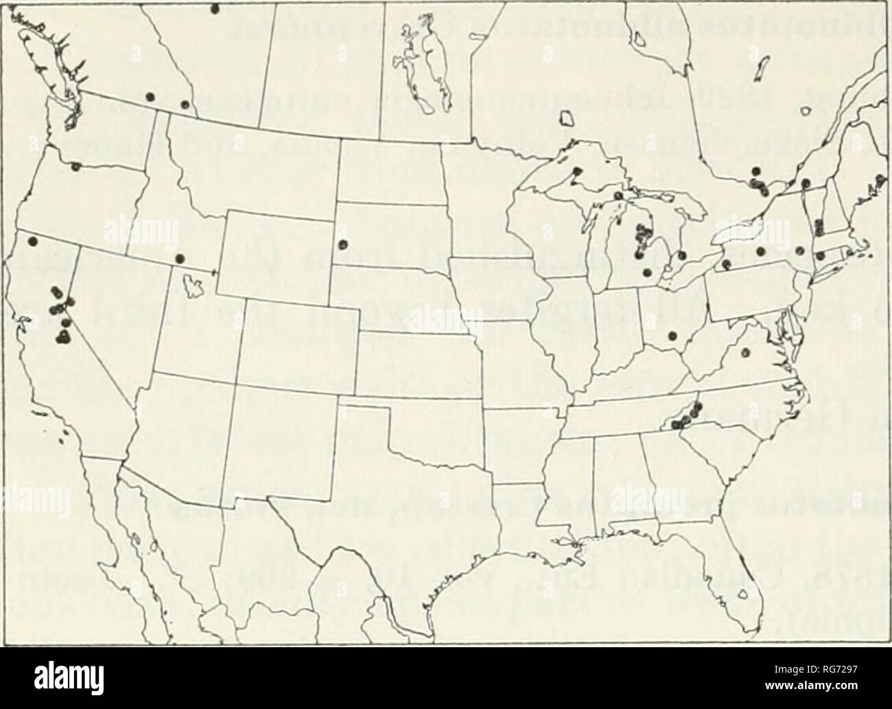 . Bulletin - United States National Museum. Wissenschaft. 440 US NATIONAL MUSEUM BULLETIN 216 PABT 3. V/%j --   •/&gt;/^X r1/•? "X (. O''OZj C^ cV-O xT Zahlen 243, 244.- Städte und Gemeinden: 243 (links), Mesostenus albinotaius promptus; 244 (rechts), M. liogaster. Co., Michigan; 11. September bei Gazelle, Calif.; 14. September in Gratiot Co., Mich., und 18. September an Glocken Ecken, Ontario Unsere Kollektionen sind von Orten, an denen es gibt Unkraut, Gras, und zerstreute Bäume oder Sträucher. Diese unterart transkontinentale ist, m einerseits in der Übergangszone. 2. Mesostenus liogaster, neue Arten F Stockfoto