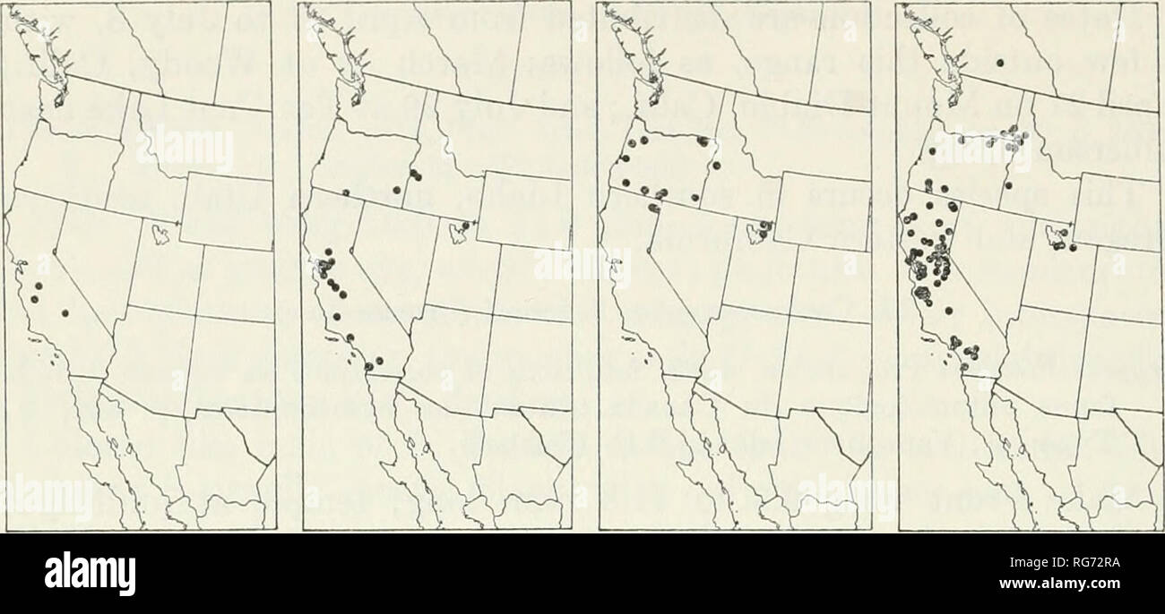 . Bulletin - United States National Museum. Wissenschaft. 300 US NATIONAL MUSEUM BULLETIN 216 Teil 3. Abbildungen 159-162.- Städte und Gemeinden: 159 (links), Compsocrypius unicolor; 160 (Mitte, links), C. turbatus; 161 (Mitte rechts), C. fletcheri; 162 (rechts), C. purpuripennis. Eisenhaltig. Apikalen 0,45 von flagellum infuscate; zentrale Teil der occiput und sutural Markierungen auf thorax Schwarz; Flügel dunkelbraun, der Costa, Basal 0,5 db der Stigmatisierung, und basalen 0,7 ± von subcosta fulvous Braun; basal 0,2 der Dritten tergite Fuscous, die Fuscous Bereich abwesend von lateralen Teil der tergite und verengt auf die Mittellinie. Exemplare (1 Stockfoto