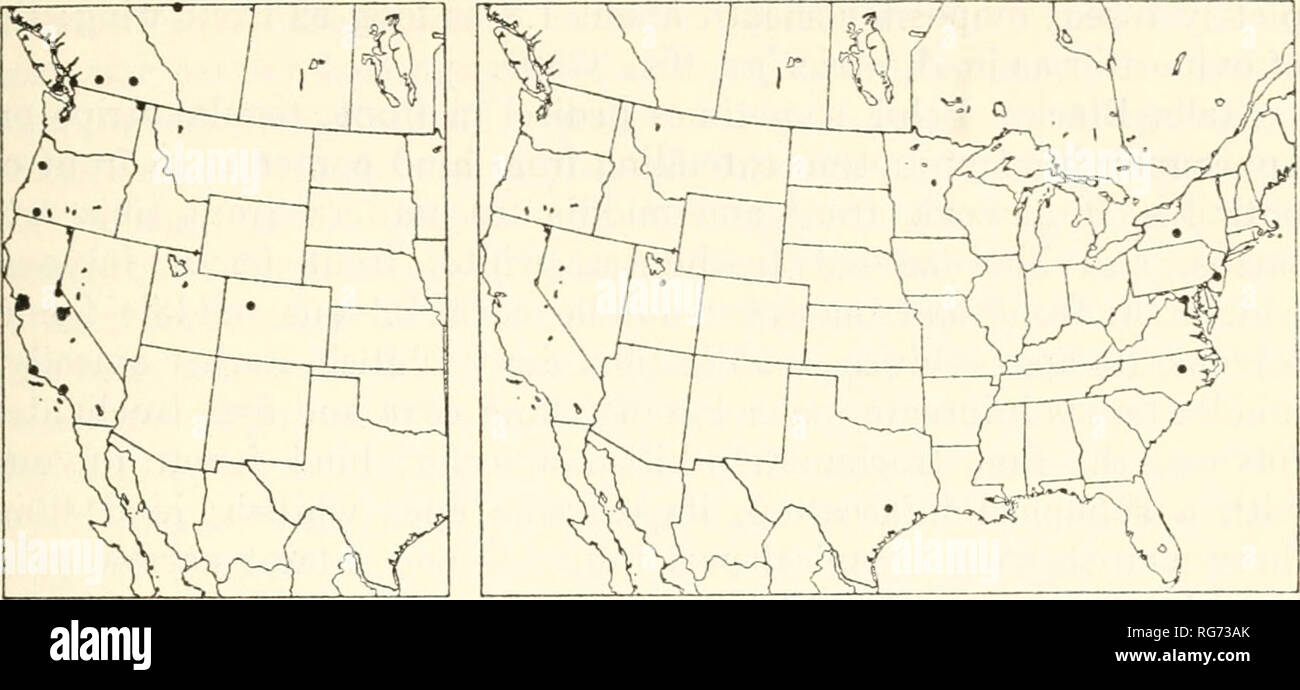 . Bulletin - United States National Museum. Wissenschaft. ICHNEUMON - fliegt, Teil 2 EPHIALTTNAE 99. Die Zahlen 40, 41. - Städte und Gemeinden: 40 (links), Apistephialles dentatus; 41 (rechts), A. coracinas. (Townes). 9, aus Enoclerus sphegeus in Pseudotsuga, Kuh aufgezogen - ichan See, B.C, 25. Mai 1941, K. Graham (Ottawa). 9, Zucker See, B.C, Sept. 1, 1924, E.R. Buckell (Ottawa). 9, Vancouver, B.C., (Washington). &Lt;?, Berkeley, Calif., 17. Mai 1937, R. M. und G.E. Bohart (San Francisco). 9, Echo Lake, 7.400 ft., Calif., Juli 20, 1933, E. O. Essig (Berkeley). 39, in der Nähe des Glacier Point, Yosemite Park, Calif., 16. Juli Stockfoto