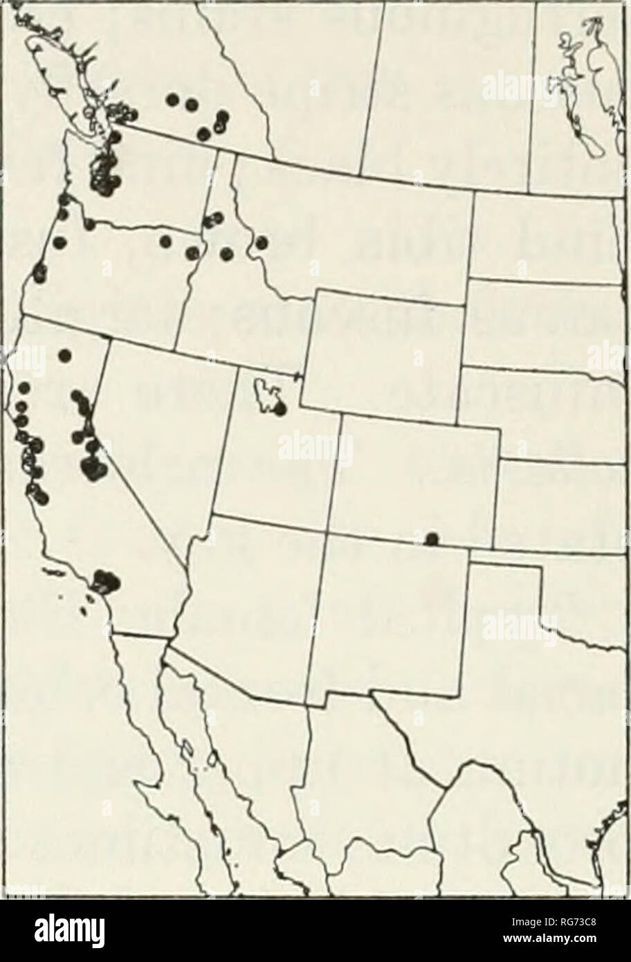 . Bulletin - United States National Museum. Wissenschaft. ^ 1 - Jtk^x' "^^1 1^ rt £ 7 1^u * $&lt;. •^ f ^-^ 1* il! PLL-s" "Fn ^h -^. Zahlen 64-66.-- Städte und Gemeinden: 64 (links), Ischnus inguisitorius Assimilis; 65 (Mitte), / ich. pectoralis; 66 (rechts), / ich. atriceps. Calgary, Alta; 18. August auf der South Fork von Eagle Creek, 8.000 ft., White Mountains, New Mex., und 19. August am unteren Post, B.C., Frauen haben meist im Juni, Juli gesammelt worden, und Anfang August. Die frühesten und spätesten Termine sind: 5.Mai in Saskatoon, Sask.; 7. Juni an der Meile 315 auf dem Richardson Highway, Alaska Stockfoto