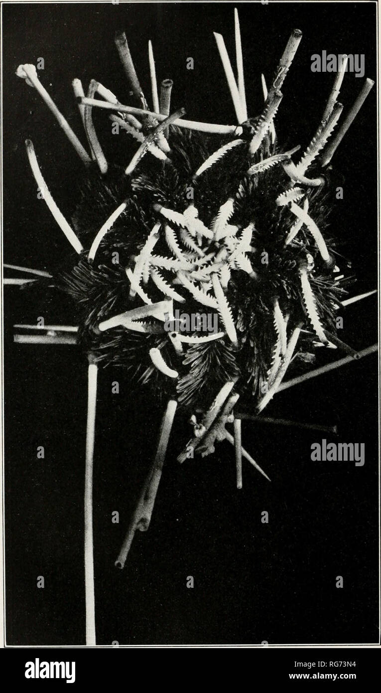 . Bulletin - United States National Museum. Wissenschaft. Us NATIONAL MUSEUM BULLETIN 100, VOL. 6, Teil 4, PL. 49. Echinoidea gesammelt von der "Albatros" für die Erklärung der Platte finden Sie auf Seite 307. Bitte beachten Sie, dass diese Bilder sind von der gescannten Seite Bilder, die digital für die Lesbarkeit verbessert haben mögen - Färbung und Aussehen dieser Abbildungen können nicht perfekt dem Original ähneln. extrahiert. United States National Museum, Smithsonian Institution, Usa. Abt. des Innenraums. Washington: Smithsonian Institution Press, [etc. ]; Für Verkauf durch die Supp. von Docs. Stockfoto