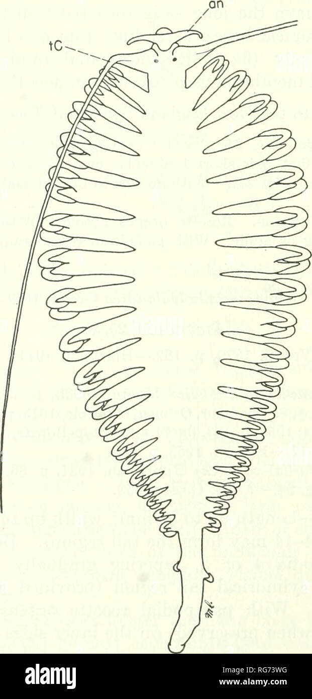 . Bulletin - United States National Museum. Wissenschaft. 96 U.S. NATIONAL MUSEUM BULLETIN 227 Rami; ohne Hyalinen Drüsen. Gonaden entwickeln in beiden dorsalen und ventralen Rami. Biologie. - Die Art hat ausführlich untersucht worden von den Südlichen (1911), Jäger (1921), und Bigelow (1928). Personen fre- Erscheinen im Golf von Maine, obwohl nie bilden eine wichtige Komponente, die in quantitativer Hinsicht. Vor allem außerhalb der äußeren Inseln und selten in Mündungs- gewässern Nebenfluss in den Golf von Maine gefunden. In jedem Monat des Jahres mit keine definitive Fluc-tuation in Hülle und Fülle von Saison zu Stockfoto