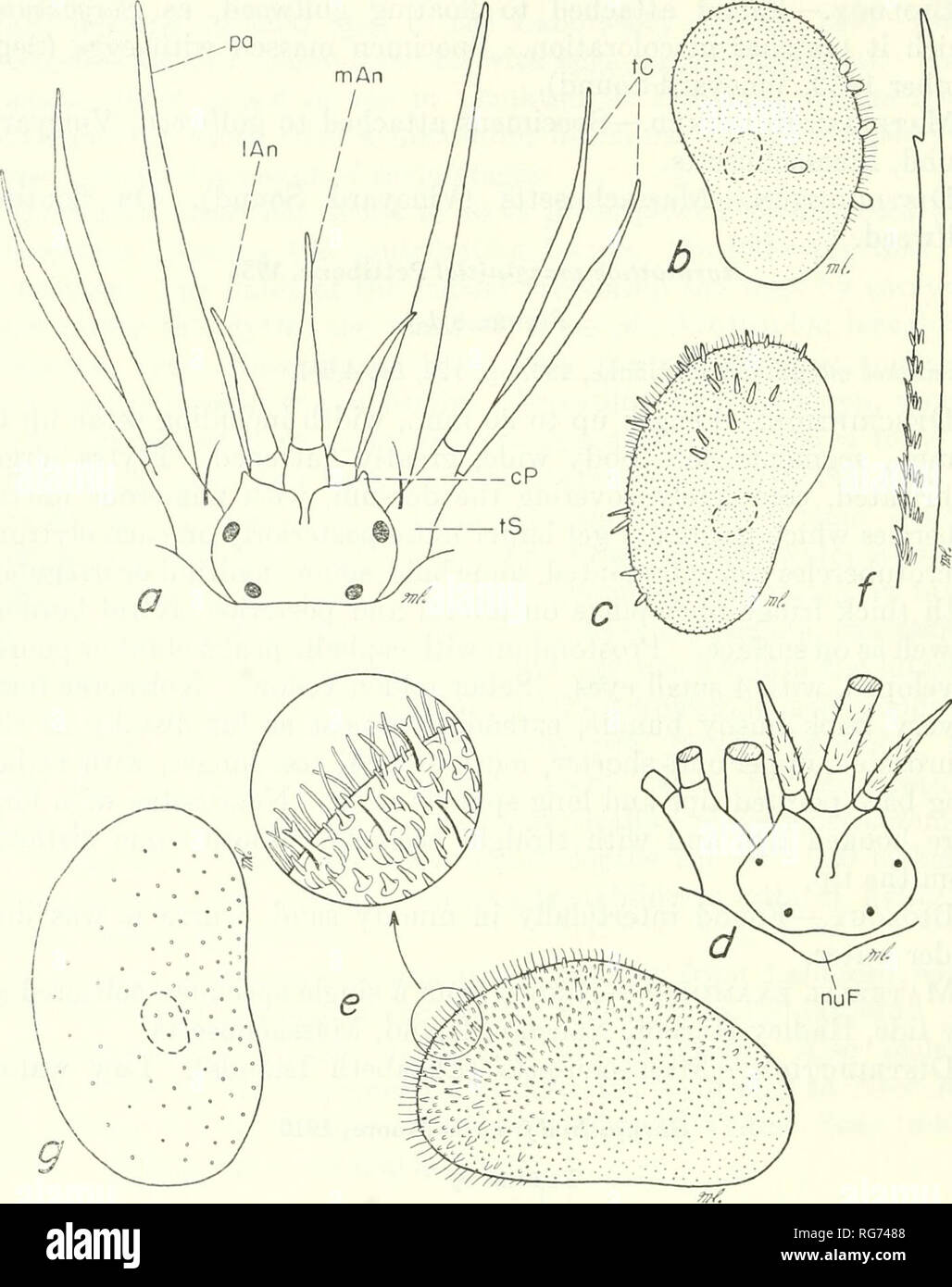 . Bulletin - United States National Museum. Wissenschaft. 40 U.S. NATIONAL MUSEUM BULLETIN 227. Abbildung 8.- Polynoidae, a-c, Harmothoe extenuata: a, dorsalansicht und prostomium tentacular Segment; h, elytron der var. fropinqua; c, elytron der var. rarispina. d-f Har 7 nothoe mac-ginitiei: d, e, elytron prostomium;;/, Tipp von neuroseta. g, Harmothoe dearborni, elytron. Körper darkl}^^ pigmentierte Dorsal, mit breiten Quer, etwas unterbrochen braun Bands. Flügeldecken mit meliert bräunliche Färbung. Eiytral microtubercles Konisch, angespannt; weiche Makro tuberkel in der Nähe der externen Grenze, nicht scharf Aus einstellen Stockfoto