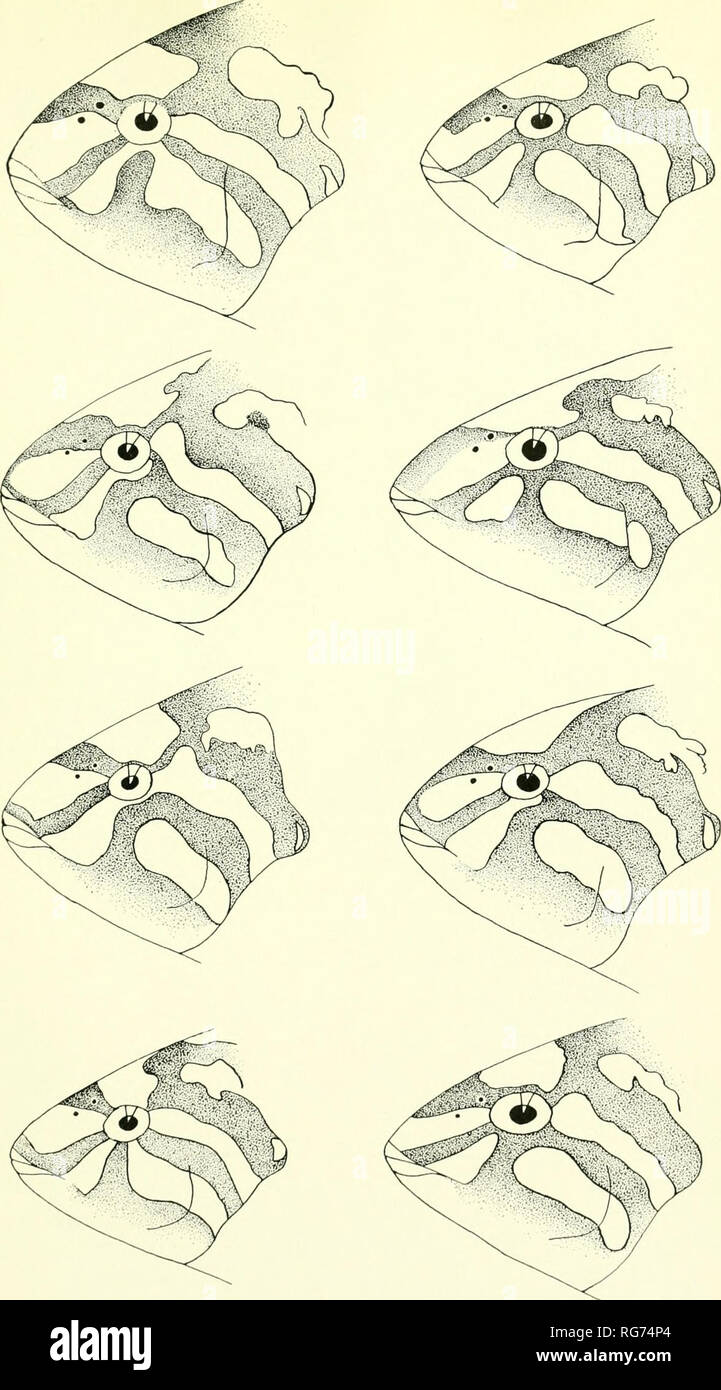 . Bulletin - United States National Museum. Wissenschaft. Us NATIONAL MUSEUM BULLETIN 100, VOL. 7 PL. 43. Variation von Thalassoma hardwicke (Bennettj die Blau schwarze Flecken auf dem Kopf weiß dargestellt sind, da sie oft grau oder leichter als die Grundfarbe für die Erläuterung der Platte fade finden Sie auf Seite 317. Bitte beachten Sie, dass diese Bilder sind von der gescannten Seite Bilder, die digital für die Lesbarkeit verbessert haben mögen - Färbung und Aussehen dieser Abbildungen können nicht perfekt dem Original ähneln. extrahiert. United States National Museum, Smithsonian Institution, Usa. Abt. der t Stockfoto