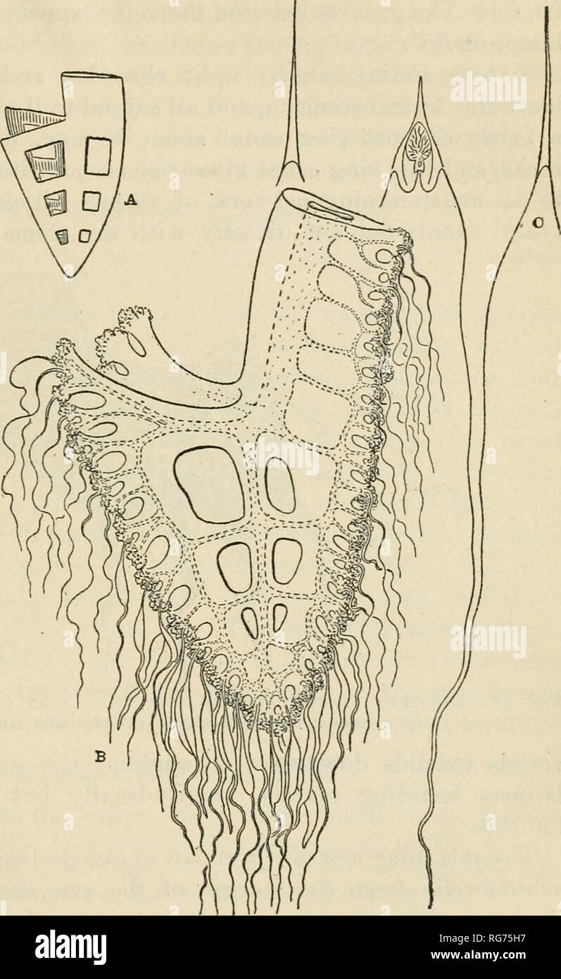 . Bulletin - United States National Museum. Wissenschaft. SCYPHOMEDUSAE GESAMMELT VON DAMPFER ALBATROSS. 225 die größte und am häufigsten in der Mitte des exumbrella aber verschwinden in der Nähe der Marge und nicht über die lappets gesehen. In der Nähe des Zentrums der exumbrella Diese Papillen sind ca. 6 bis 10 mm. Abgesehen und jedes ist etwa 35 bis 40 mm lang und 3 bis 5 mm breit an der Basis; sie sind konisch, in der Regel mehr oder weniger stark gekrümmt und die spitzen Enden verjüngen. Ihre Oberflächen sind dick mit nematozysten, die Borsten ap geben abgedeckt - pearance auf die Festplatte der Medusa. Acht rhopalia Die oc fehlen Stockfoto