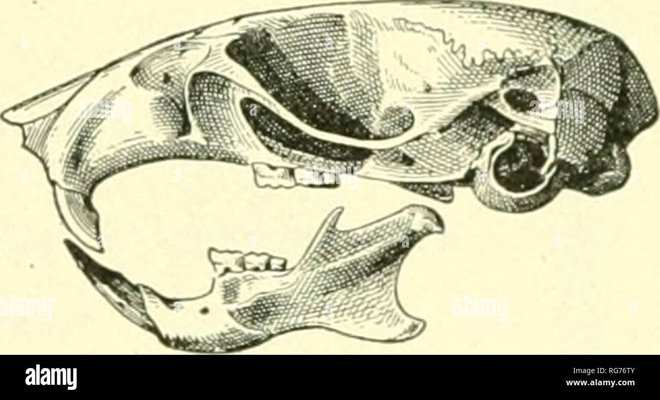 . Bulletin - United States National Museum. Wissenschaft. 1 JAWS-Ji. Abb. 71.- Peromyscus sonoriensis Rufinus. Schädel, a, dorsalansicht, b ventrale Ansicht; c Seitenansicht. Zeitliche Bergrücken, S. leucopus fehlt, und der premaxillaries sind schmaler. Die prägnanten Foramen ist länger als in S. Es interpterygoid ucopus, der Fossa länger und schmaler, und der Unterkiefer hat mehr eckig und coronoid Prozesse, wie auch in anderen Mitgliedern der sonoriensis Gruppe produziert. Die Zähne sind in Bild 1 dargestellt. 72. Gewohnheiten und den lokalen Vertrieb.- Dieses schöne Maus, das angezeigt wird, mit den Ebenen Mäuse der Austral l zu intergrade Stockfoto