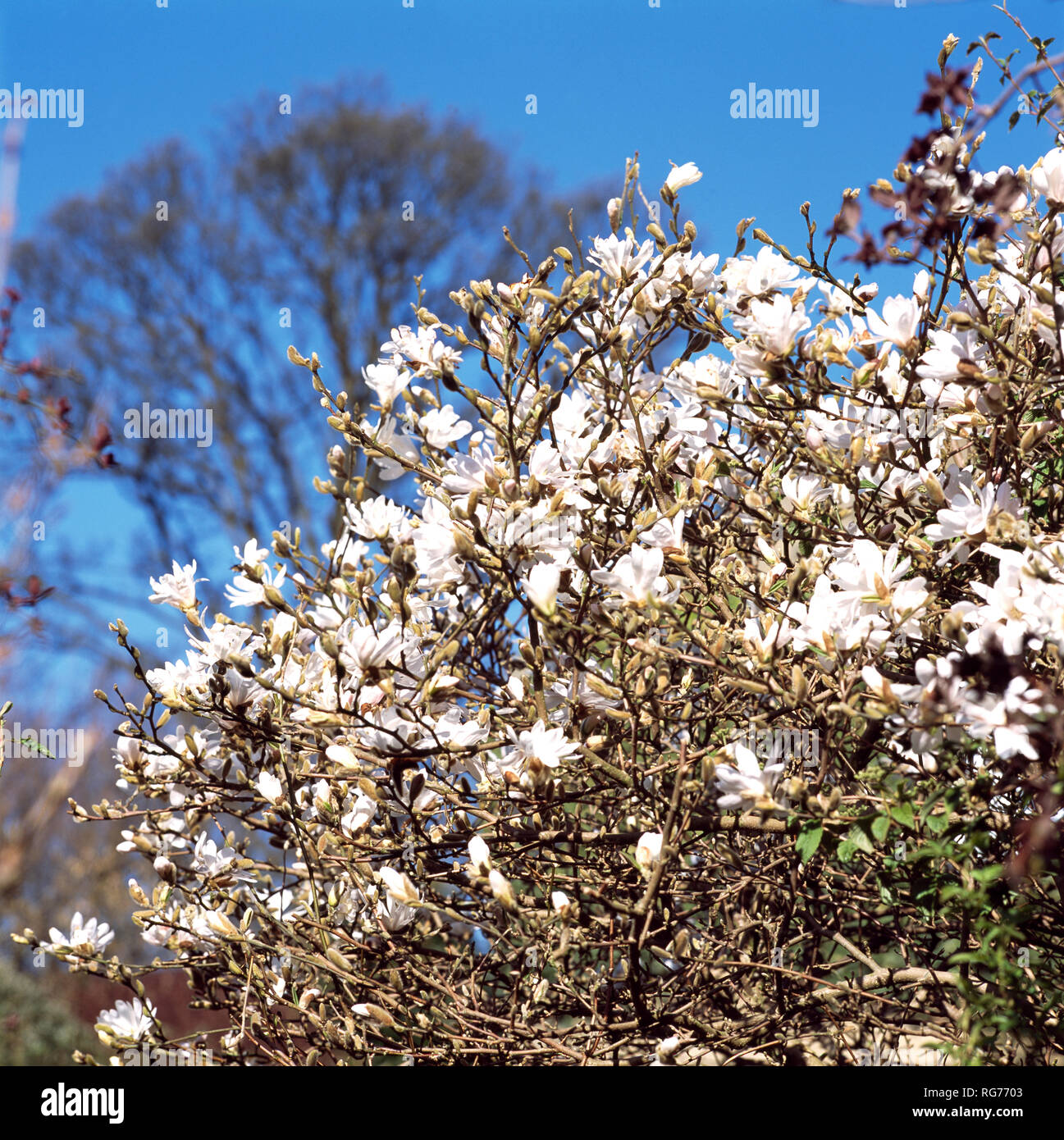 Nahaufnahme eines weißen Magnolienbaum Stockfoto