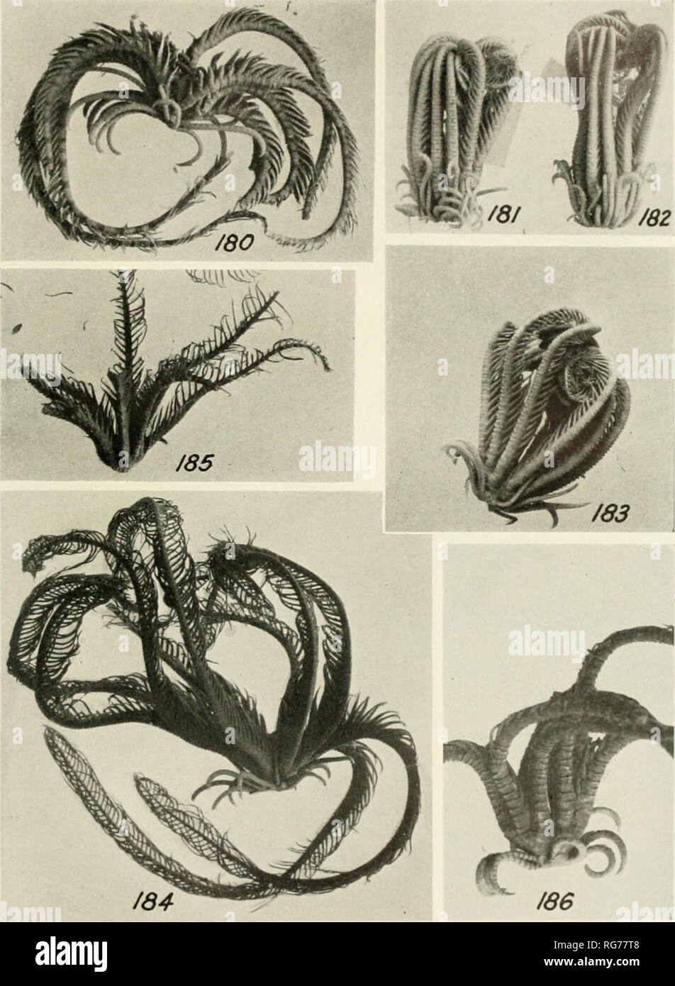 . Bulletin - United States National Museum. Wissenschaft. U - S - NATIONAL MUSEUM BULLETIN 82. Teil 4B Platte 35. 180-182, Troplomelra carinata darki: 180, Muster von Ostasien" (Berl. Mus.. 5. ". id); iNl, 1.^2, keine Lokalität (CM). 183, 184, Tropiometra carinata Carinata: 183, Muster aus. Mauritius (Berl. Mus.. 1038); 184, von Rio dc Janeiro (CM). 185, 186, Tropiometra audouini Carinata: 18.&gt;, die Art Muster von Erg Tor (Berl. Mus., 5602), 186, Muster von Iliiruhada, X2 (B.M.). Bitte beachten Sie, dass diese Bilder aus gescannten Seite Bilder, digitale wurden extrahiert werden Stockfoto