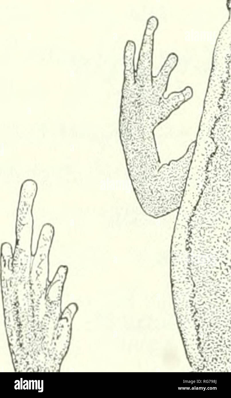 . Bulletin - United States National Museum. Wissenschaft. 86 U.S. NATIONAL MUSEUM BULLETIN 288 verborgen, und die schlüsselbeine und procoracoids, falls vorhanden, sind stark gekrümmt. Beschreibung.-FM 89, von der unteren Río Apaporis, Amazonas, Colom - Bia. Eine vomerine microhylid ohne Zähne; choanae moderat in der Größe, seitlich eiförmig und gut nach vorne liegend im Mund und Zunge nicht mehr als halb so breit wie Mund, Bügelfalte, die posteriore Grenze frei und unnotched. Schnauze ziemlich groß für eine microhylid, etwas kürzen, von oben gesehen, ziemlich spitz im Profil, den Oberkiefer Verlängerung sehr considerab Stockfoto