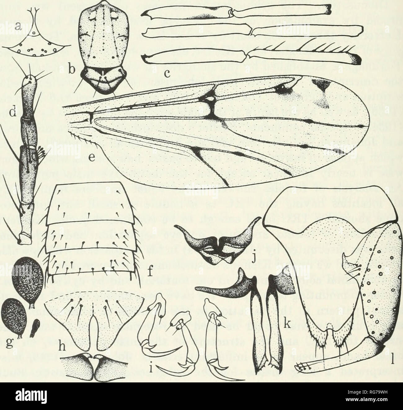 . Bulletin - United States National Museum. Wissenschaft. 106 U.S. NATIONAL MUSEUM BULLETIN 283 41. (Stilobezzia Stilobezzia) punclivenosa Das Gupta und Wirth, neue Arten von Zahlen 12, 81-83 Weiblich. - Länge der Flügel 1.39 (1.23-1.56, n=20) mm; Breite 0,53 mm. Kopf: fast die Augen zusammenhängenden (Abb. 81 a); Scheitelpunkt blass gelb, mit 10 Haare. Antenne (Abb. 12) mit I-III und XI-XV Dunkelbraun, IV-X Hellgelb mit schmalen apices Braun; III-XV Längen wie 13 - 9 - 10 - 11 - 12-12 -12-11-21-24-23-23-33; AR 1,38; XV mit Terminal Seta. Pal-pal-Segmente (Abb. 81 d) Wie 6-18 -20-14-16; dunkelbraun mit Ausnahme der Spitze von V blass gelb; Stockfoto