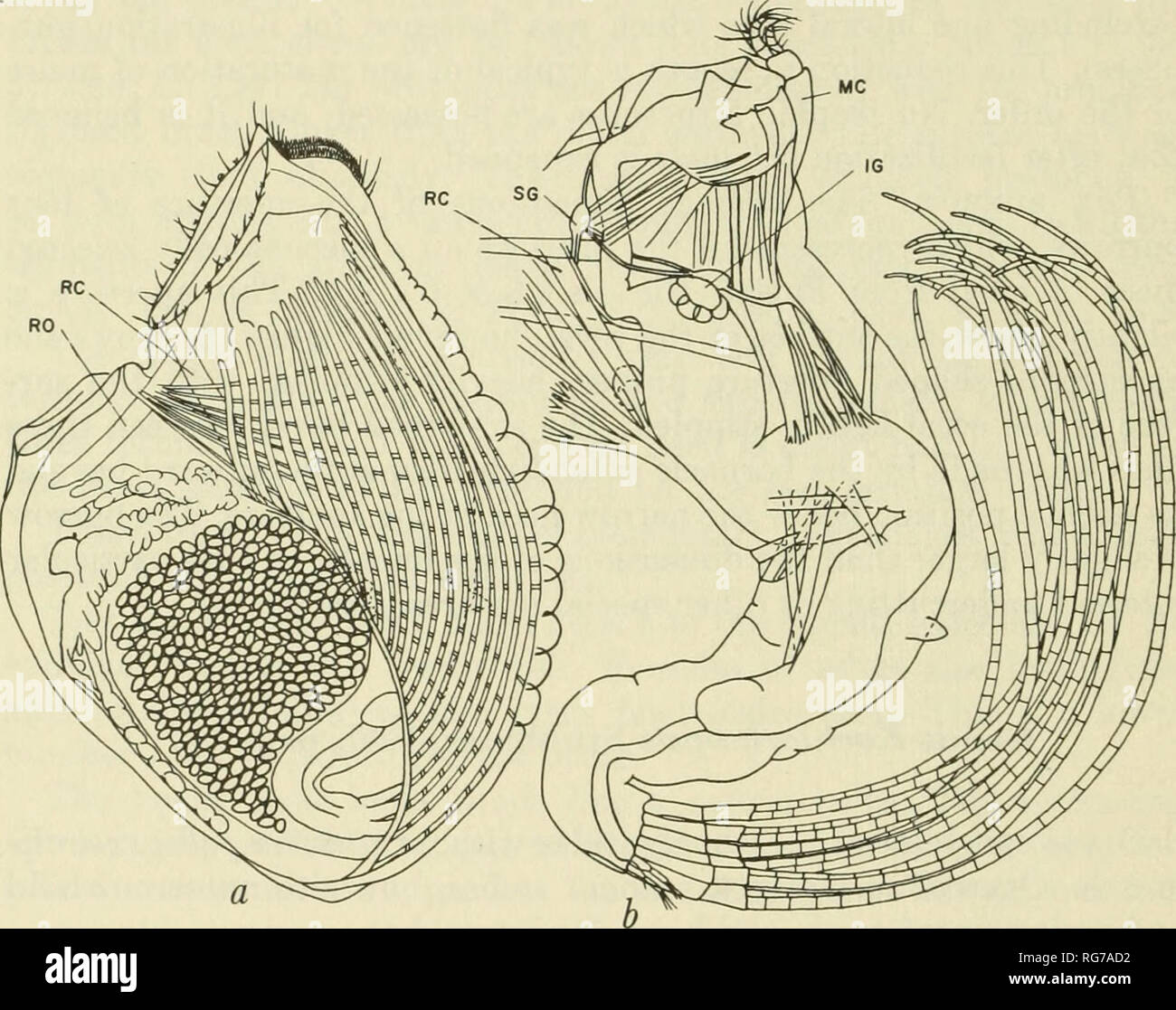 . Bulletin - United States National Museum. Wissenschaft. 78 UNITED STATES NATIONAL MUSEUM BULLETIN 296 Aufroller corporis und Aufrollvorrichtung orijicii Muskeln vorhanden sind, Gurtaufroller pallii rostralis Muskeln nicht vorhanden sind. Ein einzelnes Paar ventrale Körper Prozesse auf dem Thorax gefunden. Die Größe der weiblichen Figur, von der angegebenen Vergrößerung errechnet wird, 3,48 x 2,52 mm, mit einer Apertur von 1,14 mm. Der Mund cirri sind biramous auf zwei - protopod segmentiert. Die Rami haben fünf und vier oder sieben und fünf Segmente. Drei Paare von biramous, multisegmented Terminal cirri tragen typische setation. Ein paar Sh Stockfoto