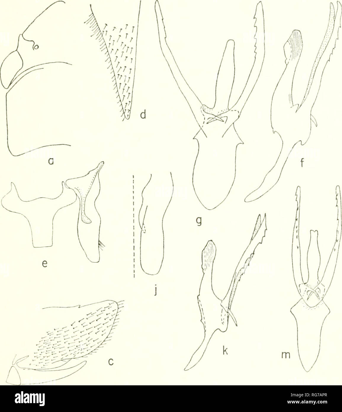 . Bulletin - United States National Museum. Wissenschaft. CICADELLINAE: TEIL I PROCONIINI 209. Abbildung 198.- Pseudophera tibialis Schmidt: a-j aus lectotype; k und m von der Probennahme von Balzapamba, Ecuador. Weit posterior als pygofer Apex, dreieckig, mit zahlreichen verstreuten microsetae. Stil erweitern Posterior so weit oder weiter als Apex von Bindegewebe, ohne deutliche preapical lobe, die nicht oder nur leicht modifizierte apically. Bindegewebe Y- oder T-Form, mit oder ohne eine mediane Kiel. Aedeagus symmetrisch oder nicht, gepaart mit anteapical ventralen Prozesse. Paraphyses abwesend. Female Abdominal- sternu Stockfoto