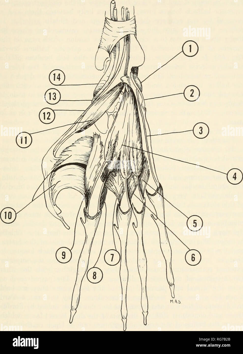. Bulletin - United States National Museum. Wissenschaft. Die MUSKULATUR DES ROTEN HEULEN AFFE 143. Abbildung 45.-Dorsalen Ansicht des Fußes (1, Sehne des m. peroneus Longus; 2, Sehne des m. peroneus Brevis; 3, Sehne des m. peroneus seiner antireflektiven quinti; 4, m. extensor digitorum Brevis; 5, vierte dorsal interosseus; 6, dritter dorsal interosseus; 7, zweite dorsal interosseus; 8, erste Palmar interosseus; 9, First dorsal interosseus; 10, m. Adduktoren hallu ist, caput obliquum et transversum; 11, m. extensor hallucis Brevis; 12, Sehne von m. extensor hallucis longus; 13, ant Sehne des m. tibialis Anter Stockfoto