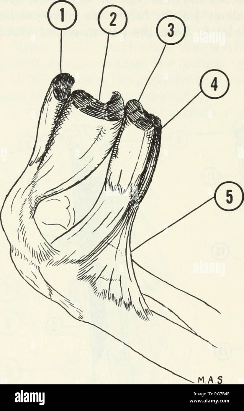 . Bulletin - United States National Museum. Wissenschaft. 128 U.S. NATIONAl, MUSEUM BULLETIN 2 73 semitendinous. Die saphenous Nerv und Arterie Pass zwischen dem distalen Teil der beiden Muskeln und der Sartorius. Sirena (1871) bemerkt, dass der Ursprung ist nicht von einem anterosuperior Darmbein Wirbelsäule, sondern unten am vorderen Rand des coxal Knochen über was Er ruft die Anteroinferior darmbein Wirbelsäule. Ich habe eine gut definierte, aber klein Eminenz an dieser Stelle beobachtet. Im übrigen wird der Muskel wird gesagt (Sirena, 1871), wie die des Menschen.. Abbildung 39.- seitliche Ansicht des Knies (1, m. rectus femoris; Stockfoto