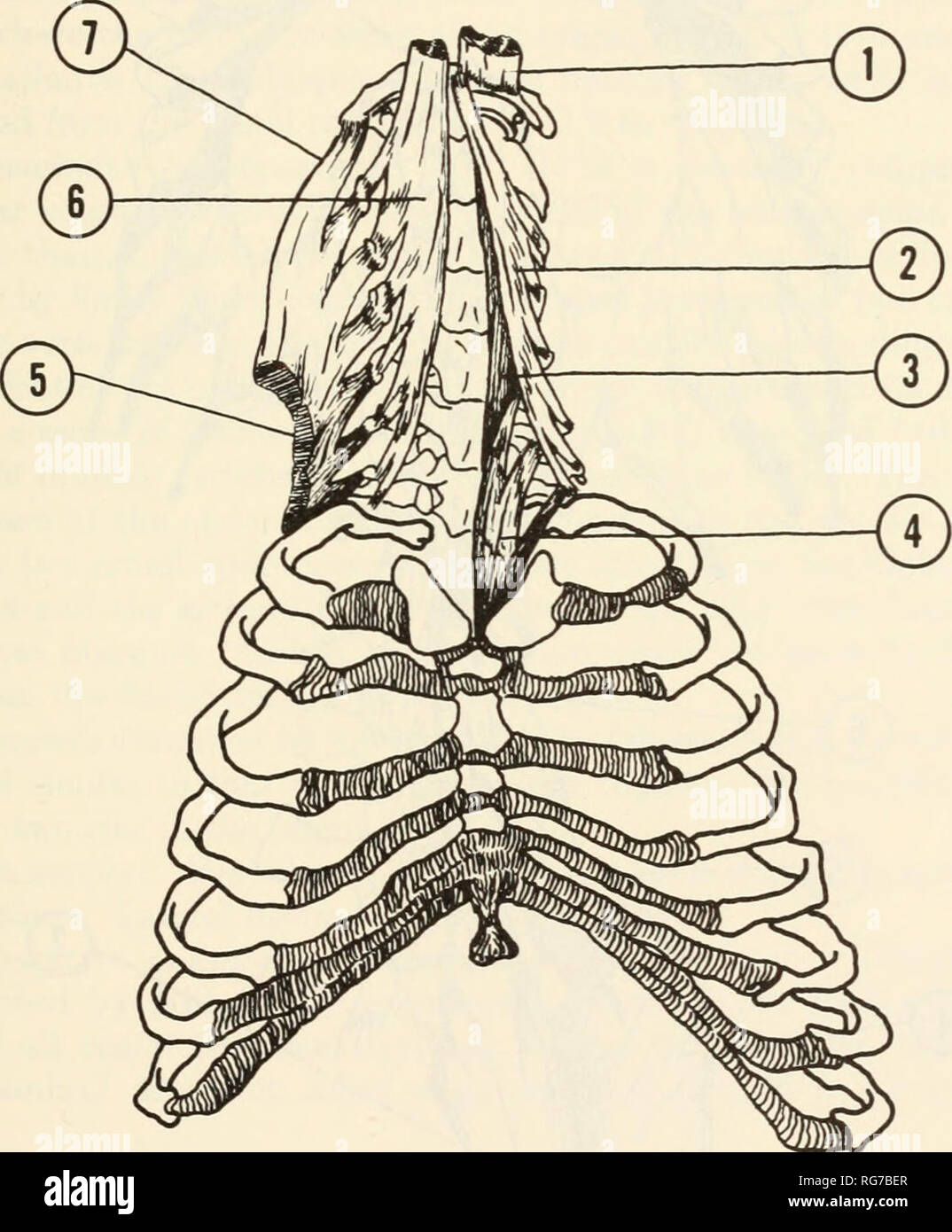 M Rectus Lateralis Stockfotos und bilder Kaufen Alamy