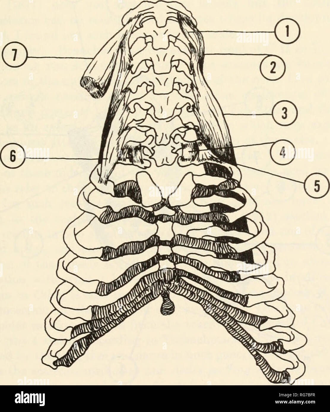 . Bulletin - United States National Museum. Wissenschaft. Die MUSKULATUR DES ROTEN HEULEN MONKEY 47 Sirena (1871) sagt, dass dieser Muskel ist wie bei Menschen, aber ich konnte nicht ein C3-Ursprungs, die in der Regel zugewiesen ist. Nerv: Zweige von der ventralen Rami von C IV bis VI. M. scalenus medius (Abbn. 16, 17): Es ist die grösste der drei scalenes und aus dem Vorderen durch den Plexus brachialis und die A. subclavia getrennt. Seine Herkunft ist durch die fleischigen digitations aus dem Vorderen tuberkel von C1 bis C6. Der Muskel erweitert, die sich mit den dorsolateralen Aspekt des Thorax und ist die Ant Stockfoto