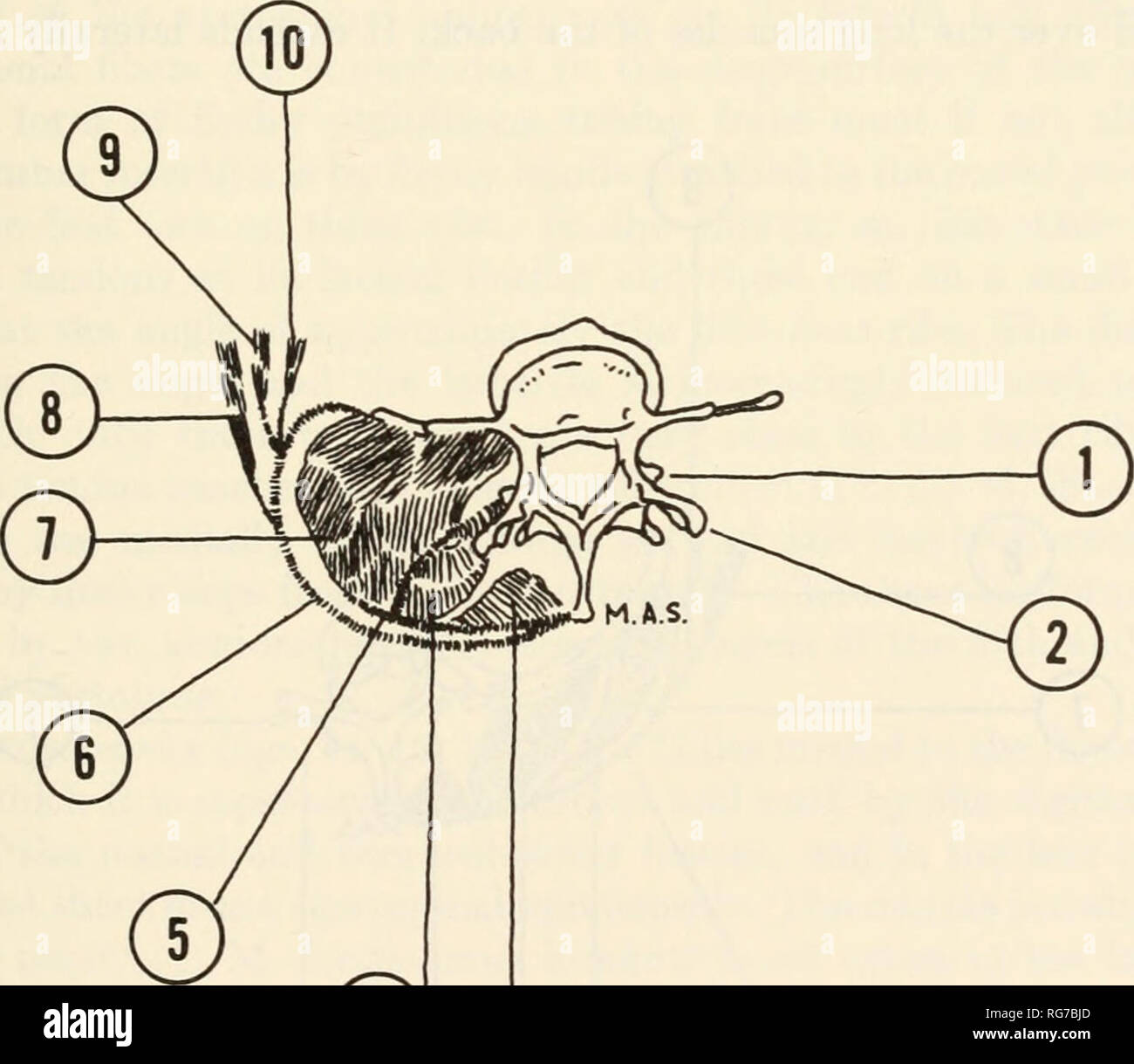 . Bulletin - United States National Museum. Wissenschaft. Die MUSKULATUR DES ROTEN HEULEN MONKEY 33 oberflächliche Oblique System durch einen einzelnen Muskel vertreten ist, die splenius. M. splenius: Diese starke Muskel stammt aus dem Ligamentum Nuchae, zwischen der Wirbelsäule der Achse und der thorakalen Wirbelsäule 1. Einige seiner Fasern sind oft seitlich verschobenen und direkt aus der Nuchal fascia ergeben. Die abgeflachten und fleischigen Bauch ist Trapezförmigen. Seine kurze parallele Seite begrenzt, mit dem der Muskel von der gegenüberliegenden Seite, einem kleinen, dreieckigen Raum über dem Okzipitalen und suboccipital Regi Stockfoto