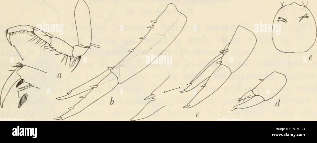 . Bulletin - United States National Museum. Wissenschaft. AMPHIPODA GAMMARIDEAN 189. Abbildung 49.- Lysianassa macromerus (Schuhmacher), weiblich, 5,0 mm., Station 39-K^i: a, pereopod 2; b 1; c, uropod uropod 2; d, uropod 3; e, Telson. Abmessungen (nicht gekürzt wie in Arugella heterodonta Pirlot); gnathopod 2 Chelat; ein großes gestreift Wirbelsäule auf posterodistal Ende des Artikel 6 Der pereopods pereopods 1-2; 3-5 eher kurz, zweite Artikel un - in der Regel asymmetrische und breit, vierten Artikel breite, jeweils mit langen hinteren Prozess fast das Ende des Artikel 5; Artikel 5 etwa halb so lang wie Artikel Stockfoto