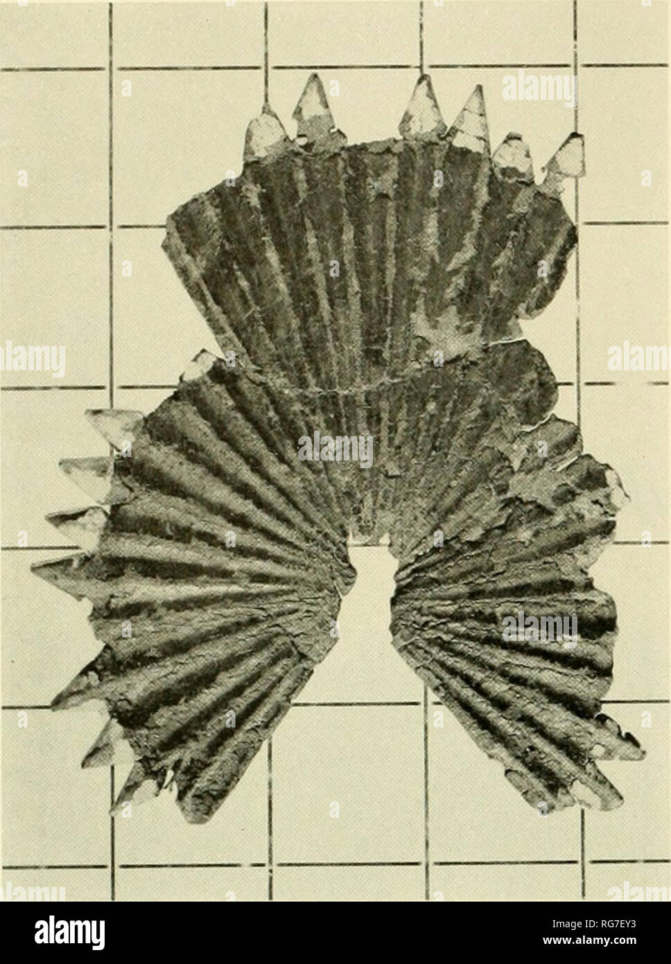 . Bulletin - United States National Museum. Wissenschaft. Abbildung mit gemalten gold Ventilator Tipps, war eine gängige Form der Zeitraum und wurde mit einem Adler in der Mitte oder möglicherweise auf der oberen Lüfters abgenutzt. Es ist an die Miliz wegen der gold Ornament zugeordnet. Abdeckplatte, C 1810 USNM 60275-M (S-K 33). Abbildung 99. Diese grenadier - Typenschild, die Unbeschnittenen ist und deshalb eine sterben werden, ist ein seltenes Beispiel für die Verwendung der zusammengerollte Schlangen als militärisches Gerät nach 1800. Ein bekanntes Motiv der Revolution, zusammengerollte Schlangen nicht als populäre militärischen Symbol während des Krieges von 1812 wiederbelebt wurden. Dieses Exemplar ist Stockfoto