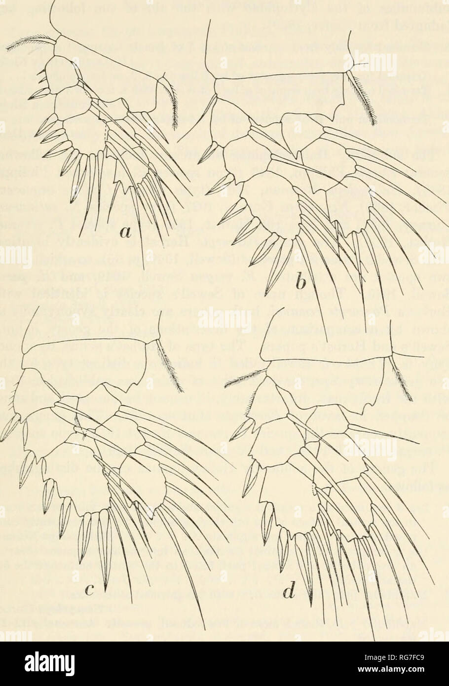 . Bulletin - United States National Museum. Wissenschaft. COPEPODA aus IFALUK ATOLL 37. Abbildung 7.- Cyclopifia brachysiylis G.O. Sars, Loc 589, Ad. ?: A, Leg 1; b, Leg2; c3; d, Bein, Bein 4. (X 625.) Familie Cyclopidae Dana, 1853 Vertreter der Unterfamilie Halicyclopinae treten in der Ifaluk Sammlung; dieser Unterfamilie kann von den anderen unterschieden werden. Bitte beachten Sie, dass diese Bilder sind von der gescannten Seite Bilder, die digital für die Lesbarkeit verbessert haben mögen - Färbung und Aussehen dieser Abbildungen können nicht perfekt dem Original ähneln. extrahiert. United States Nat Stockfoto