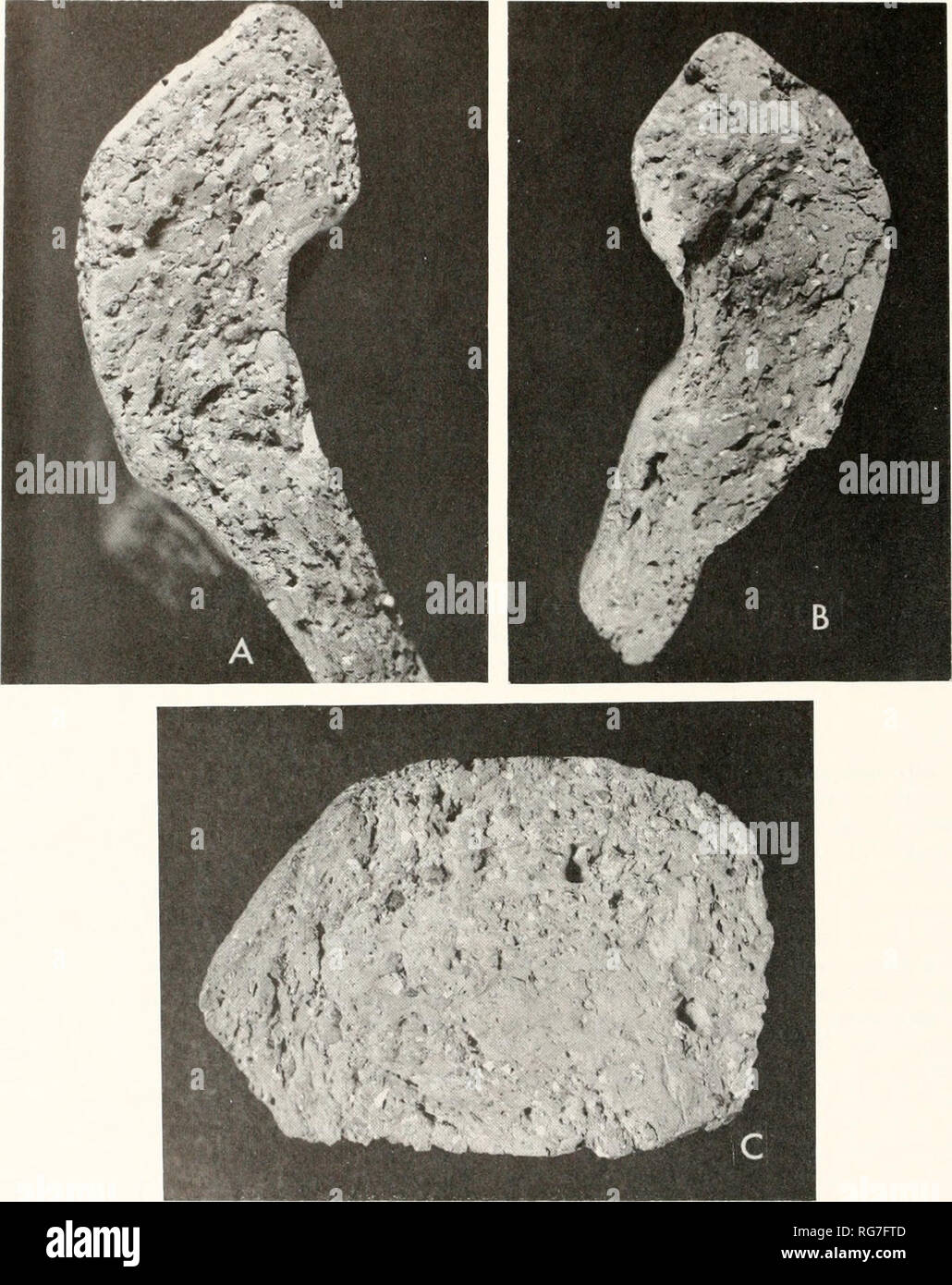 . Bulletin - United States National Museum. Wissenschaft. Abbildung 32.- Photomicrographs von Kies-temperierten Scherben erweiterten zweimal natürliche Größe, zeigt Querschnitt Frakturen. Oben links, pan Scherbe aus Jamestown (Colonial National Historical Park); oben rechts, pan Scherbe von Angelika Knoll, Calvert County, Maryland (United States National Museum); und Backofen Scherbe aus Bideford (United States National Museum). 54 BULLETIN 225: BEITRÄGE AUS DEM MUSEUM FÜR GESCHICHTE UND TECHNIK. Bitte beachten Sie, dass diese Bilder aus gescannten Seite Bilder, die digital zum Lesen erhöht worden sein können extrahiert werden Stockfoto