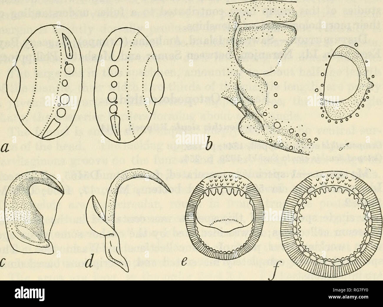 . Bulletin - United States National Museum. Wissenschaft. Kopffüßer DER PHILIPPINISCHEN INSELN 115 terminal Organe sind schlank, zerfurcht und spitz. Nr. 2, 4 und 5 sind groß, rund und dunkel rot, Nr. 3 ist kleiner, aber ähnlich. Darüber hinaus gibt es 0 bis 3 Minuten zusätzliche Photophores werden die in Position variieren. Man kann neben oder berühren Nr. 2, 3, 4 und 5 aber nicht die großen terminal Organe werden. Measm-Ements (in mm.) von zwei Weibchen von Abralia spdrcH Grimpe sind wie folgt: ML MW HW-FL FW I II III IV Arm Haken: I II III IV TL CL Club haken Holotyp 47,0 13,0 13,0 23,0 30,0 22,0 24,0 28,0 Stockfoto