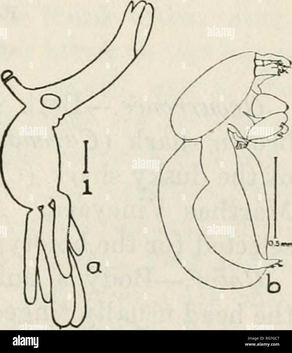 . Bulletin - United States National Museum. Wissenschaft. Abbildung 311.- Brachiella ele-Gans: a. Weiblich, seitliche; 6, männlich, seitliche ward die ventrale Oberfläche; eine genitale Prozess auf der Mittellinie zwischen den ventralen Prozesse. Erste Antennen 4-segmerited; exopod der zweiten Antenne 2 - segmentiert; zweite maxillae kurze gesonderte auf ihre Tipps, Bulla sphärisch. Länge der vorderleib, 2,15 mm.; der Amtsleitung, 4,5 mm. Männlich.-Kopf mit Dorsalen Carapax, sepa - von der Amtsleitung durch einen kurzen Hals bewertet; Trunk spindelförmig, endet in einem konischen median Prozess; keine kaudale Rami. Erste Antennen 4-segmentierten; exopod der zweiten Antenne Stockfoto