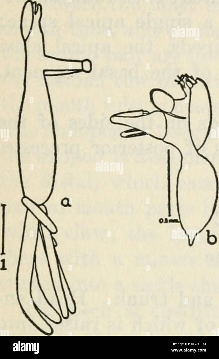 . Bulletin - United States National Museum. Wissenschaft. Ruderfußkrebse DER "WOODS HOLE REGION 523. Abbildung 311.- Brachiella ele-Gans: a. Weiblich, seitliche; 6, männlich, seitliche ward die ventrale Oberfläche; eine genitale Prozess auf der Mittellinie zwischen den ventralen Prozesse. Erste Antennen 4-segmerited; exopod der zweiten Antenne 2 - segmentiert; zweite maxillae kurze gesonderte auf ihre Tipps, Bulla sphärisch. Länge der vorderleib, 2,15 mm.; der Amtsleitung, 4,5 mm. Männlich.-Kopf mit Dorsalen Carapax, sepa - von der Amtsleitung durch einen kurzen Hals bewertet; Trunk spindelförmig, endet in einem konischen median Prozess; keine kaudale Rami. Zuerst ein Stockfoto