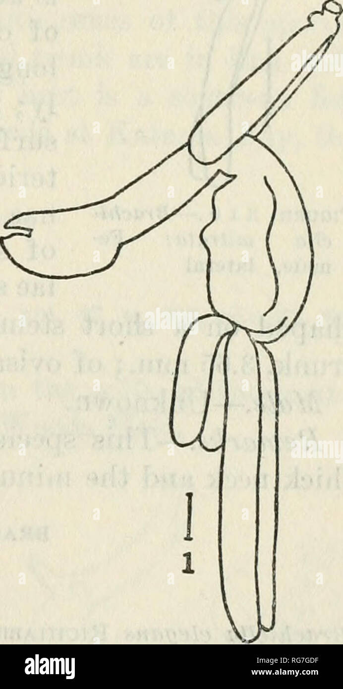 . Bulletin - United States National Museum. Wissenschaft. Ruderfußkrebse DER WOODS HOLE KEGION" 521 Trunk gerade, Spindelförmig, schmaler als die vorderleib; kaudale Rami klein. Erste Antennen 3-segmentierten; zweite Antennen biramose, die exopod 2 - segmentiert; zweite maxillae und maxillipeds nahe zusammen und etwa die gleiche Größe, oft mit einem großen Prozess zwischen den Basen der zweiten maxillae. Schlüssel zu den Arten (Frauen) 1. Ein einzelnes Paar von Posterioren Prozesse, entweder dorsalen und ventralen 2 zwei Paare von Posterioren Prozesse, einem dorsalen und einem ventralen 3 2. Hintere Kopfeinheit Prozesse zylindrisch, weit Stockfoto
