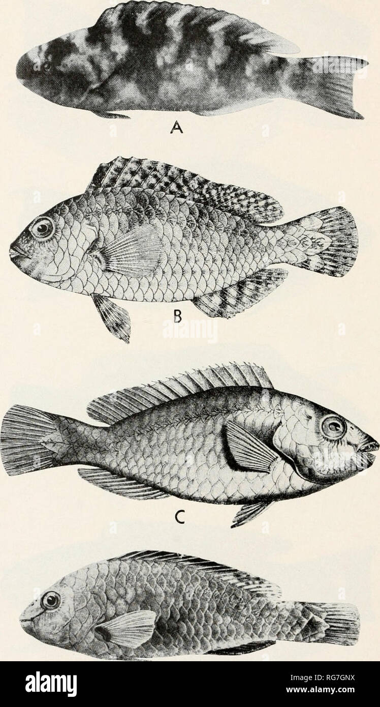 . Bulletin - United States National Museum. Wissenschaft. Us NATIONAL MUSEUM BULLETIN 214. Platte 22. A, Scarus coeruleus, nach Rutsche (Guide lo das John G Shedd Aquarium, Abb. 713, 1935), Unreife; B, Scaridea zonarc/ia, nach Jenlvins (Bull. Us Fisch Komm., Bd. 22, S. 468, Abb. 26, 1903); C, Sparisoma Bogenmaß, nach Kner ('er. Zool.-Bot. Ges. Wieri, Vol. 13, Pi. 24, Abb. 2, 1863), weiblich, Hinweis Gebiss; D, S. Bogenmaß nach sanftmütig und Hildebrand (Marine Fische von Panama, Vol.3, Pi. 73, 1928), männlich.. Bitte beachten Sie, dass diese Bilder extrahiert werden aus der gescannten Seite Bilder, die haben können Stockfoto