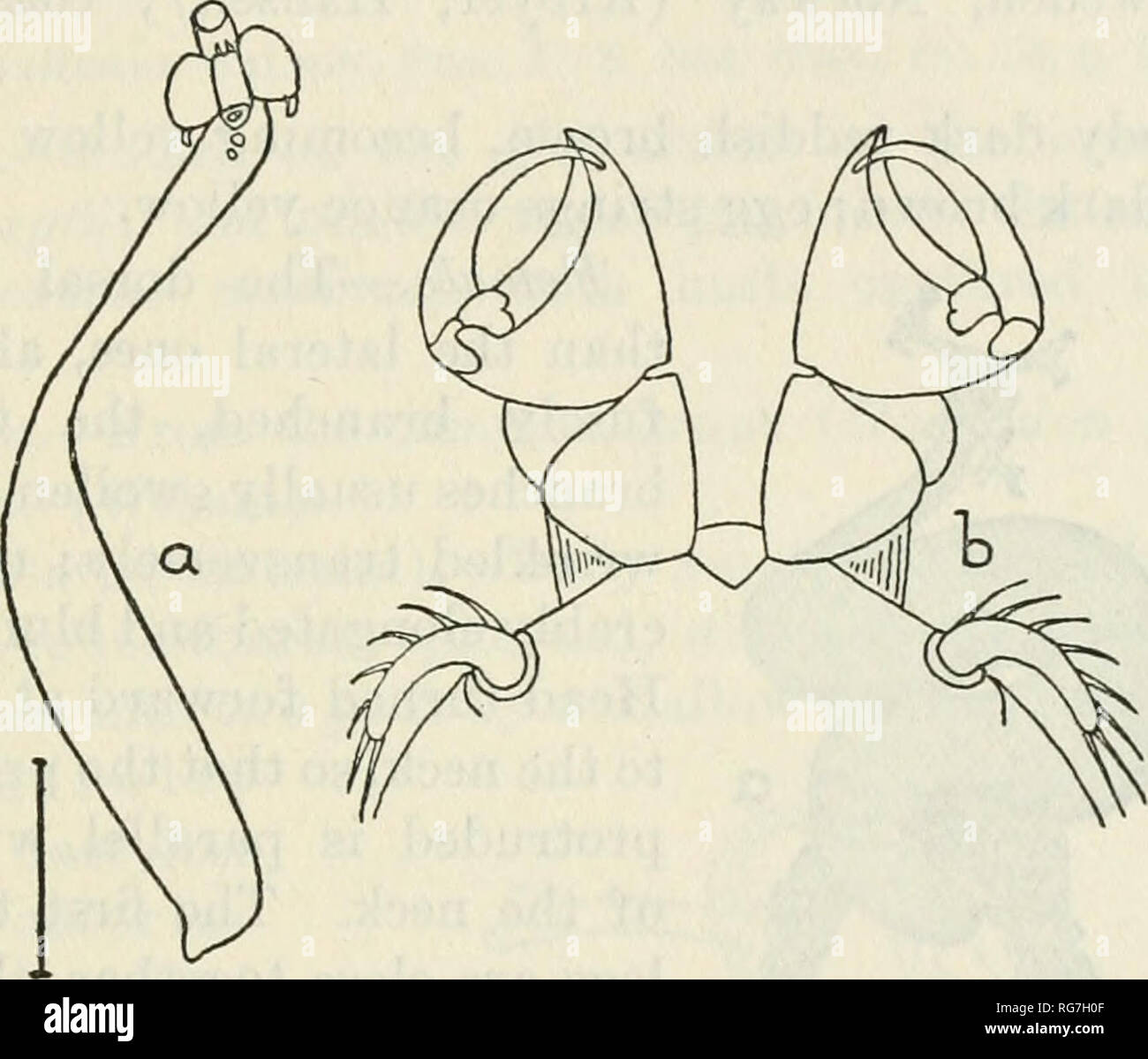 . Bulletin - United States National Museum. Wissenschaft. Ruderfußkrebse DER WOODS HOLE REGION 485 anterior terga und sterna, dann allmählich schmaler und chitinized und gebeugt ventral, wo es den Stamm verbindet. Zuerst eine - TENNA 1 - segmentiert, eher gut versorgt mit Setae; zweite Antenne 3 - segmentiert, mit einem Stout apikalen Chela; Rüssel zylindrische und stark protrusible; erste Oberkiefer eine winzige Prozess gespitzt mit zwei Seten; zweite oberkiefer 3 - segmentiert, uncinate. Gesamtlänge 22 mm. Männlich. - Unbekannt. Erläuterungen. - Diese Arten können durch die cushionlike Hörner anerkannt werden, jedes Ende in einem Finger proc Stockfoto