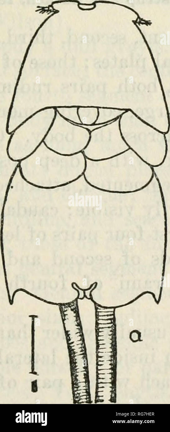 . Bulletin - United States National Museum. Wissenschaft. Ruderfußkrebse DER WOODS HOLE REGION" 425, die sich über den Körper. Genitale Segment größer als carapax und Abdomen komplett verdeckt, 1 - segmentiert, die VENTRALEN sur-Gesicht der genitalen Segment. Ersten vier Beinpaare biramose, Rami in der ersten und zweiten Paare 2 - segmentiert, der dritte und vierte Paare 1 - segmentiert; fünfte Beine überholt. Männlich.-Panzers länger als breit; zweite Segment mit kleinen, seitlichen Platten, dritte und vierte Segmente ohne Dorsalen Platten; gen-ital Segment viel kleiner als Panzers, Viereck, die fünfte Beine promine Stockfoto