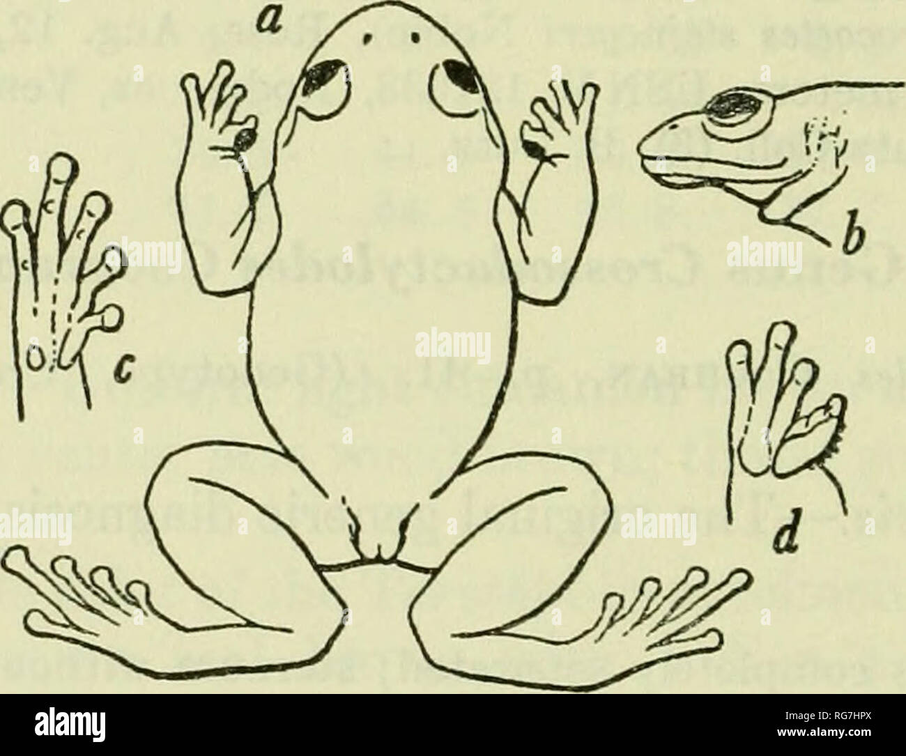 Inner canthus Fotos und Bildmaterial in hoher Auflösung Alamy