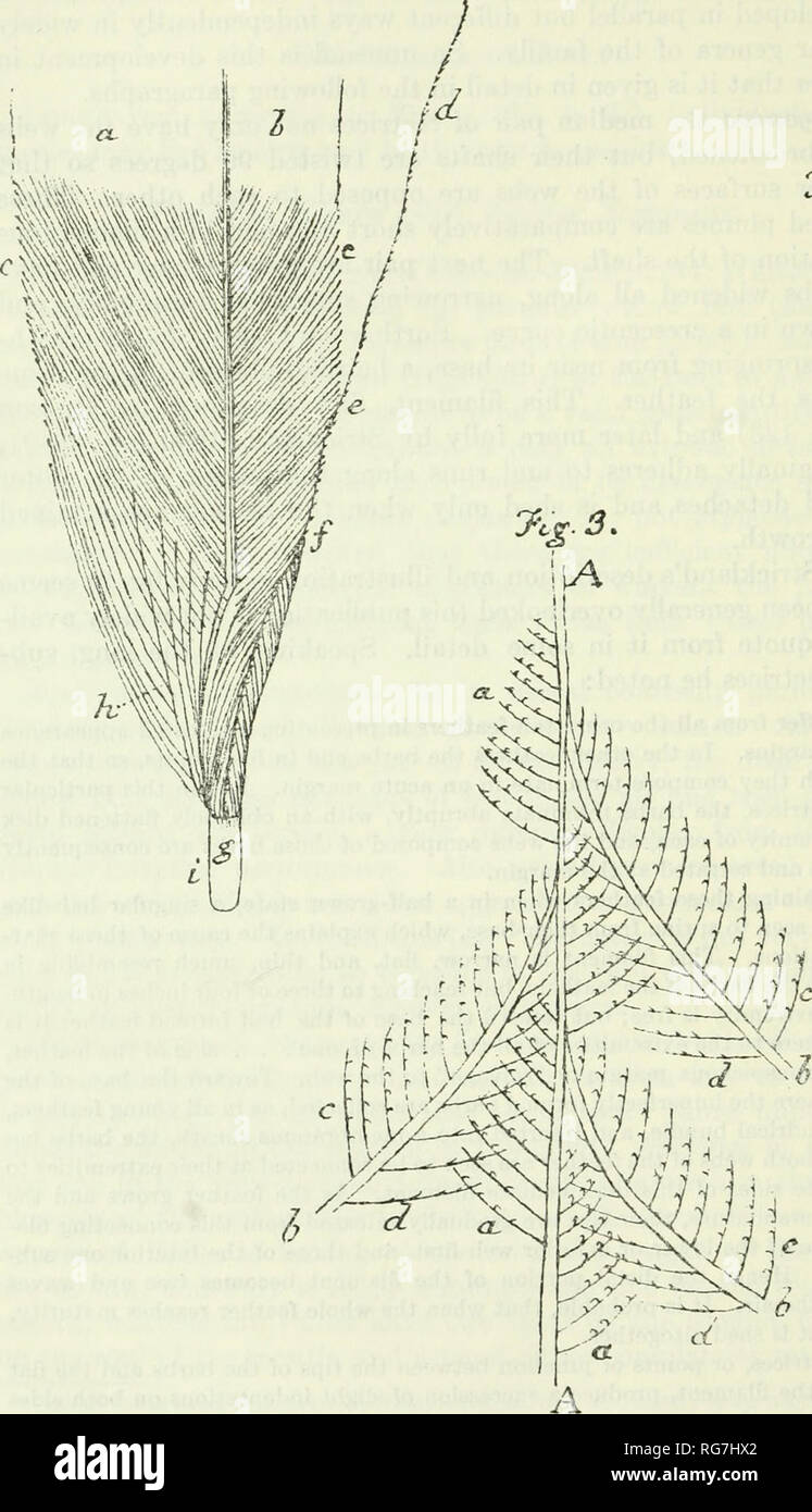 . Bulletin - United States National Museum. Wissenschaft. 138 U.S. NATIONAL MUSEUM BULLETIN 22 3% 7. %, X. Abbildung 3 - Struktur der lang gestreckten rcctrices von Steganura (nach Strickland, 1850, Abb. 1-3): Abb. 1, ventrale Ansicht des basalen Teils eines ol Die submedian rectrices in einem teilweise gewachsen. Bitte beachten Sie, dass diese Bilder sind von der gescannten Seite Bilder, die digital für die Lesbarkeit verbessert haben mögen - Färbung und Aussehen dieser Abbildungen können nicht perfekt dem Original ähneln. extrahiert. United States National Museum, Smithsonian Institution, Usa. Abt. des Innenraums. Stockfoto