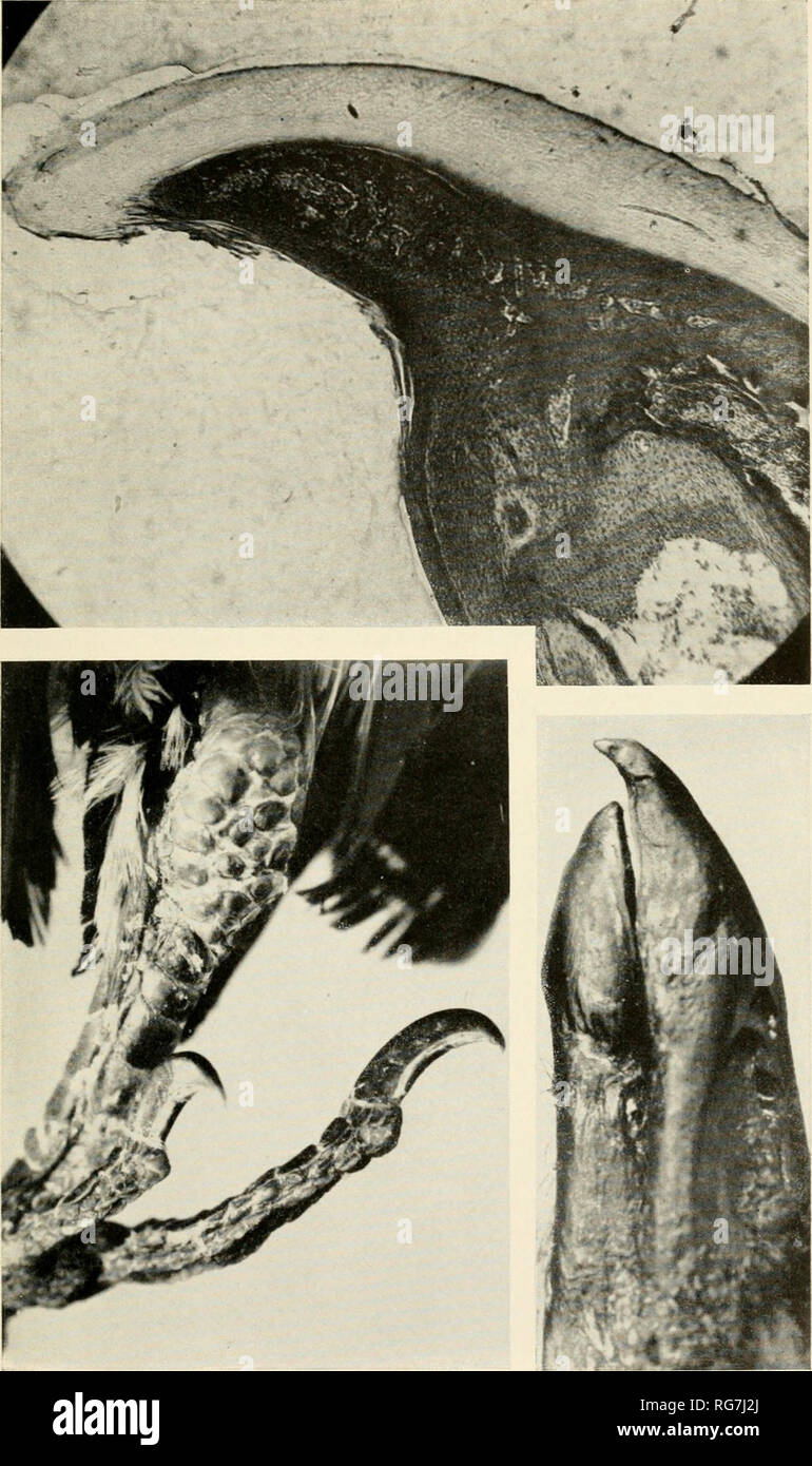 . Bulletin - United States National Museum. Wissenschaft. Us NATIONAL MUSEUM BULLETIN 208 Platte 1. Struktur der Nestling mehr Honey-Guide Photomicrograph Lpper: Der Abschnitt der oberen Haken von 2-Tage alten Vogel. Untere: Ferse (Links) Von eingebettet ist fast fertig, das Nest zu verlassen, zeigen kleine naillike Waagen von ziemlich geschwollen tarsometatarsus und Bill (rechts) der eingebettet ist fast fertig zu verlassen Nest (Fotos von Albany Museum, Grahamstown).. Bitte beachten Sie, dass diese Bilder aus gescannten Seite Bilder, die digital für die Lesbarkeit verbessert haben mögen - Färbung und Aussehen dieser Illu extrahiert werden Stockfoto