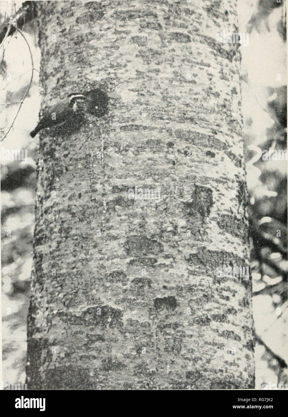 . Bulletin - United States National Museum. Wissenschaft. U S NATIONAL MUSEUM BULLETIN 195 Platte 10. N'car Arnprior, Ontario. C. Mcnamara. Red-breasted Kleiber im Nest. Bitte beachten Sie, dass diese Bilder sind von der gescannten Seite Bilder, die digital für die Lesbarkeit verbessert haben mögen - Färbung und Aussehen dieser Abbildungen können nicht perfekt dem Original ähneln. extrahiert. United States National Museum, Smithsonian Institution, Usa. Abt. des Innenraums. Washington: Smithsonian Institution Press, [etc. ]; Für Verkauf durch die Supp. von Docs. , Us Govt Drucken. Aus. Stockfoto