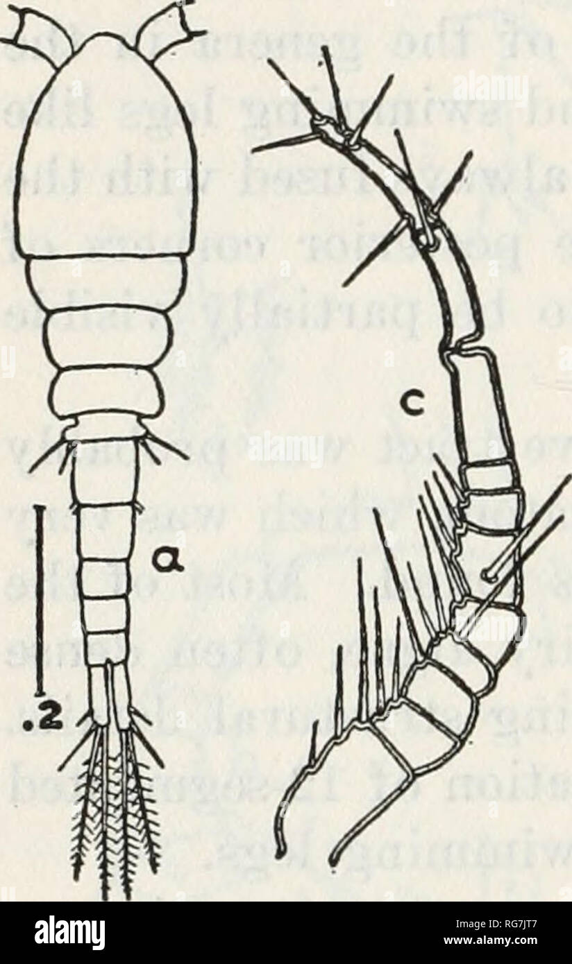 . Bulletin - United States National Museum. Wissenschaft. 328 BULLETIN 15 8, UNITED STATES NATIONAL MUSEUM Weiblich. - Metasome oval, ein wenig mehr als halb so breit wie lang; fünfte Segment seitlich nicht hergestellt; urosome zwei Drittel so lang wie die metasome; genitale Segment nur leicht vorher erweitert, aber ziemlich Protuberant auf der ventralen Oberfläche. Kaudale Rami, solange die letzten zwei abdominale Segmente, äußere Seta in der Nähe der Spitze des Ramus. Erste Antennen 11 - segmentiert, knapp die Hälfte der Länge der cephalen Segment, der basalen Segmente vergrößert mehr als in varicans. Rami der ersten vier Beinpaare Stockfoto