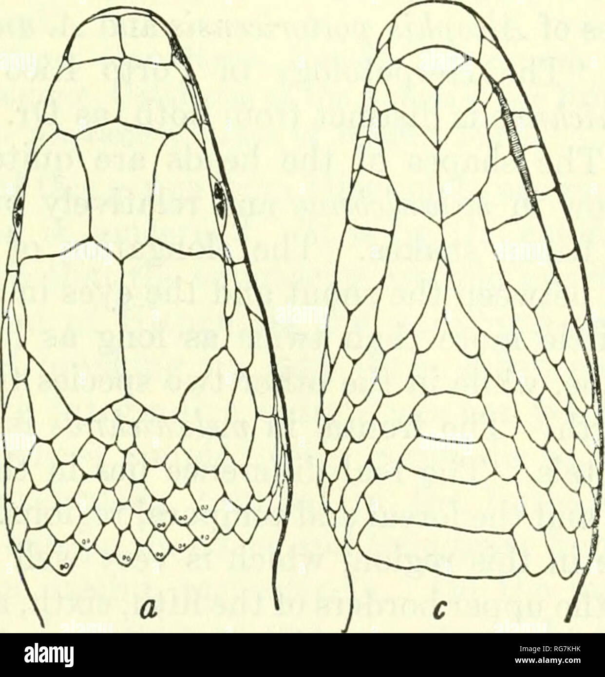 . Bulletin - United States National Museum. Wissenschaft. Abbildung 106.- Alsophis melanichnus: a, Kopf; b, Seite des Kopfes; c, chin. M.C.Z. Nr. 7836, von La Vega, Dominikanische Republik. Eins und Eins - halber natürlicher Größe. als hoch, schmal von oben sichtbar; internasal Naht etwas kürzer als die Präfrontalen naht; frontale viel breiter als supraoculars, ein wenig länger als der Abstand vom Ende der Schnauze, etwas länger als die parietale Naht; Nasenloch groß, zwischen zwei großen nasals; loreal sehr verlängern, fast keilförmigen, zwei Drittel so lang wie der Durchmesser des Auges; ein preocular, nicht in Co Stockfoto