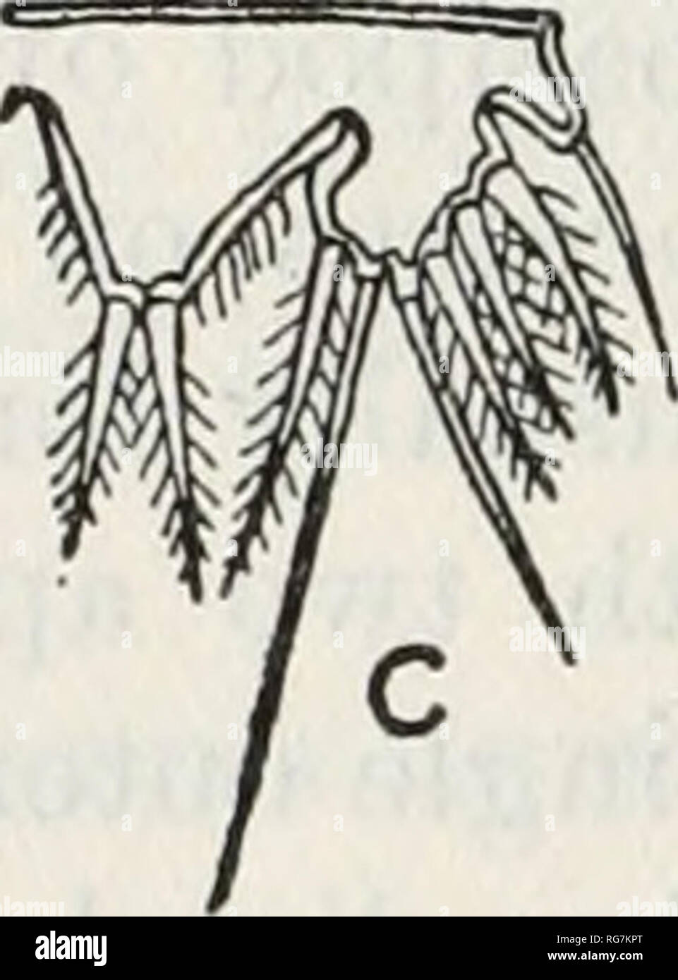 . Bulletin - United States National Museum. Wissenschaft. entlang den Ufern von katama Bay, Marthas Vineyard, Juli, 1926; immer unter Algen. Verteilung.-Küste von Norwegen (SARS). Farbe.- Körper transparent, einer schwach gelblich-grauen Farbton, den Inhalt des Verdauungstraktes ein helles Rot; Eier Grauweiß; Auge ziegelrot. Weibliche.- Urosome drei Fünftel Solange metasome, seiner Segmente dicht gesäumt mit spinules entlang der hinteren Ränder auf der ventralen und seitlichen Flächen; kaudale Rami breiter als lang, die innere apikalen Härchen an der Basis verdickt. Erste Antennen 8-segmentiert, die vier Klemme se Stockfoto