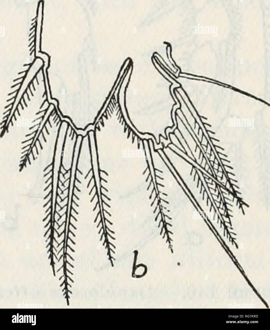 . Bulletin - United States National Museum. Wissenschaft. entlang den Ufern von katama Bay, Marthas Vineyard, Juli, 1926; immer unter Algen. Verteilung.-Küste von Norwegen (SARS). Farbe.- Körper transparent, einer schwach gelblich-grauen Farbton, den Inhalt des Verdauungstraktes ein helles Rot; Eier Grauweiß; Auge ziegelrot. Weibliche.- Urosome drei Fünftel Solange metasome, seiner Segmente dicht gesäumt mit spinules entlang der hinteren Ränder auf der ventralen und seitlichen Flächen; kaudale Rami breiter als lang, die innere apikalen Härchen an der Basis verdickt. Erste Antennen 8-segmentiert, die vier Klemme se Stockfoto