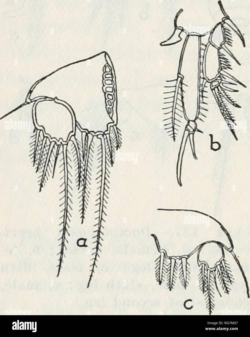 . Bulletin - United States National Museum. Wissenschaft. 208 BULLETIN 15 8, UNITED STATES NATIONAL MUSEUM Fülle in Cuttyhunk Hafen; Penzance Teich und der Aal Teich, Woods Hole; Katama Bay, Menenisha Teich, und Nashaquitsa Teich, Marthas Vineyard. Verteilung. - British Isles (Brady); Küste von Frankreich (Canii); im Mittelmeer (Clans); Rotes Meer (A. Scott); Bear Island, Franz Josef Land (T. Scott); Adria (Auto, Graeffe, Grandori, Pesta); der grönländischen Küste (Stephen, sen); Kerguelen Insel (Brady); Kieler Bucht (giesbrecht); Golf von Genua (Brian); Küste von Norwegen (SARS); kleine Hafen, Woods Hole (Sh Stockfoto