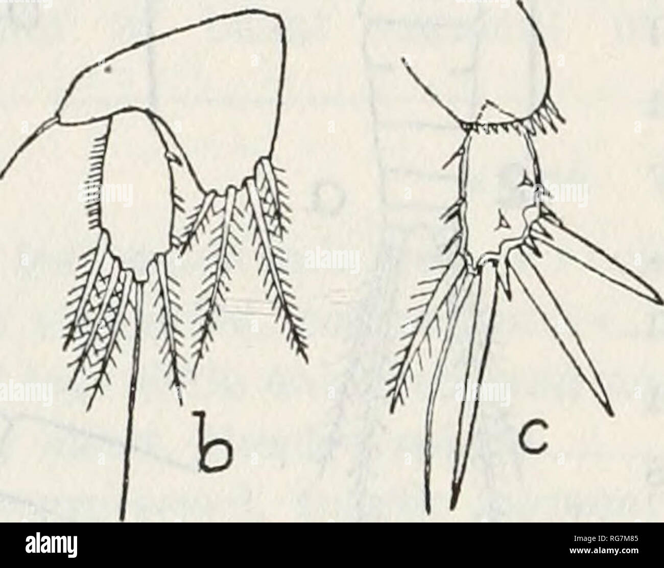 . Bulletin - United States National Museum. Wissenschaft. 184 BULLETIN 15 8, UNITED STATES NATIONAL MUSEUM. Farbe.- Körper halbtransparente, gewaschen, mit einem leichten Hauch von cremigen Gelb und mit quer liegenden Bands von rötlich braun auf der Rückenseite angeordnet, wie folgt: Ein über der Öffnung kürzer als die anderen; eine auf den ersten und nach dem zweiten Segment des Thorax, fast an den seitlichen Rändern; eine auf jeder Seite des fünften Segments, aber nicht auf der Mittellinie; viel breitere Bänder für die hintere Hälfte des ersten und zweiten Abdominal- Seg- mente und völlig Verlängerung um den Bod Stockfoto