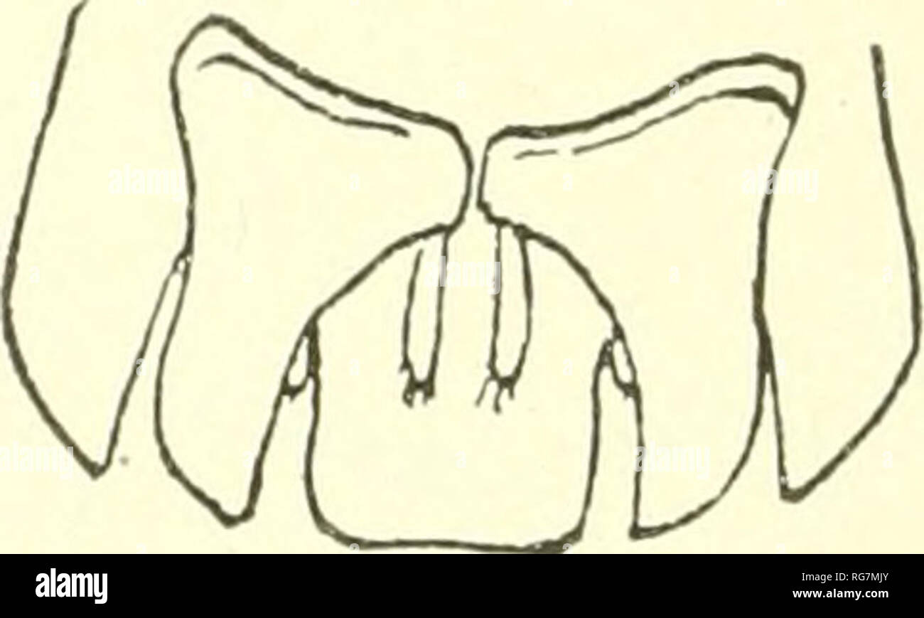 . Bulletin - United States National Museum. Wissenschaft. Abb. 684.- Cubaris viticola (Aftek Dollfus). o, Leiter und die ersten zwei Segmente des Thorax (OBEN), h. Die gleiche (Unterseite), C. Fünfte und sechste Segmente des Abdomens mit UROPODA (oben). (?. Die gleiche (Unterseite). toma Plain, Fore Kante leicht gewölbt, in der Mitte. Augen moderat; ocelli 12. Antennen short; erste gemeinsame Der tlagellum drei mal kürzer als der Zweite. Pereion: erste Segment mit vier großen antero-mittlere Körnungen; die seitlichen Kanten kaum angehoben; coxopodite weit von der Kante, Crested und durch einen Zahn endete - wie diverg Stockfoto . Bulletin - United States National Museum. Wissenschaft. Abb. 684.- Cubaris viticola (Aftek Dollfus). o, Leiter und die ersten zwei Segmente des Thorax (OBEN), h. Die gleiche (Unterseite), C. Fünfte und sechste Segmente des Abdomens mit UROPODA (oben). (?. Die gleiche (Unterseite). toma Plain, Fore Kante leicht gewölbt, in der Mitte. Augen moderat; ocelli 12. Antennen short; erste gemeinsame Der tlagellum drei mal kürzer als der Zweite. Pereion: erste Segment mit vier großen antero-mittlere Körnungen; die seitlichen Kanten kaum angehoben; coxopodite weit von der Kante, Crested und durch einen Zahn endete - wie diverg Stockfoto