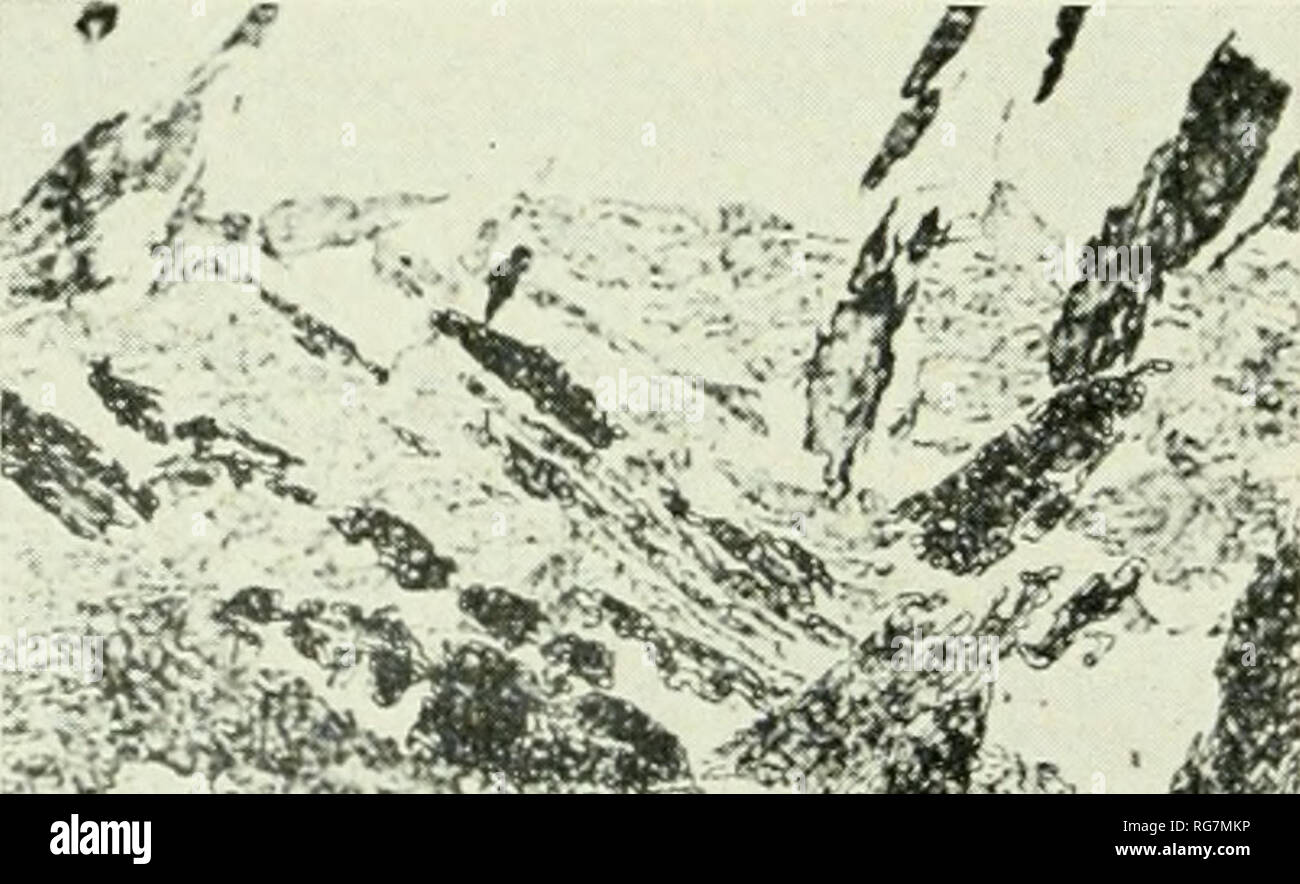 . Bulletin - United States National Museum. Wissenschaft.it. n3^Vi^4: r^^:^^ ir^^^'^<'A Laurens County und. Bitte beachten Sie, dass diese Bilder sind von der gescannten Seite Bilder, die digital für die Lesbarkeit verbessert haben mögen - Färbung und Aussehen dieser Abbildungen können nicht perfekt dem Original ähneln. extrahiert. United States National Museum, Smithsonian Institution, Usa. Abt. des Innenraums. Washington: Smithsonian Institution Press, [etc. ]; Für Verkauf durch die Supp. von Docs. , Us Govt Drucken. Aus. Stockfoto