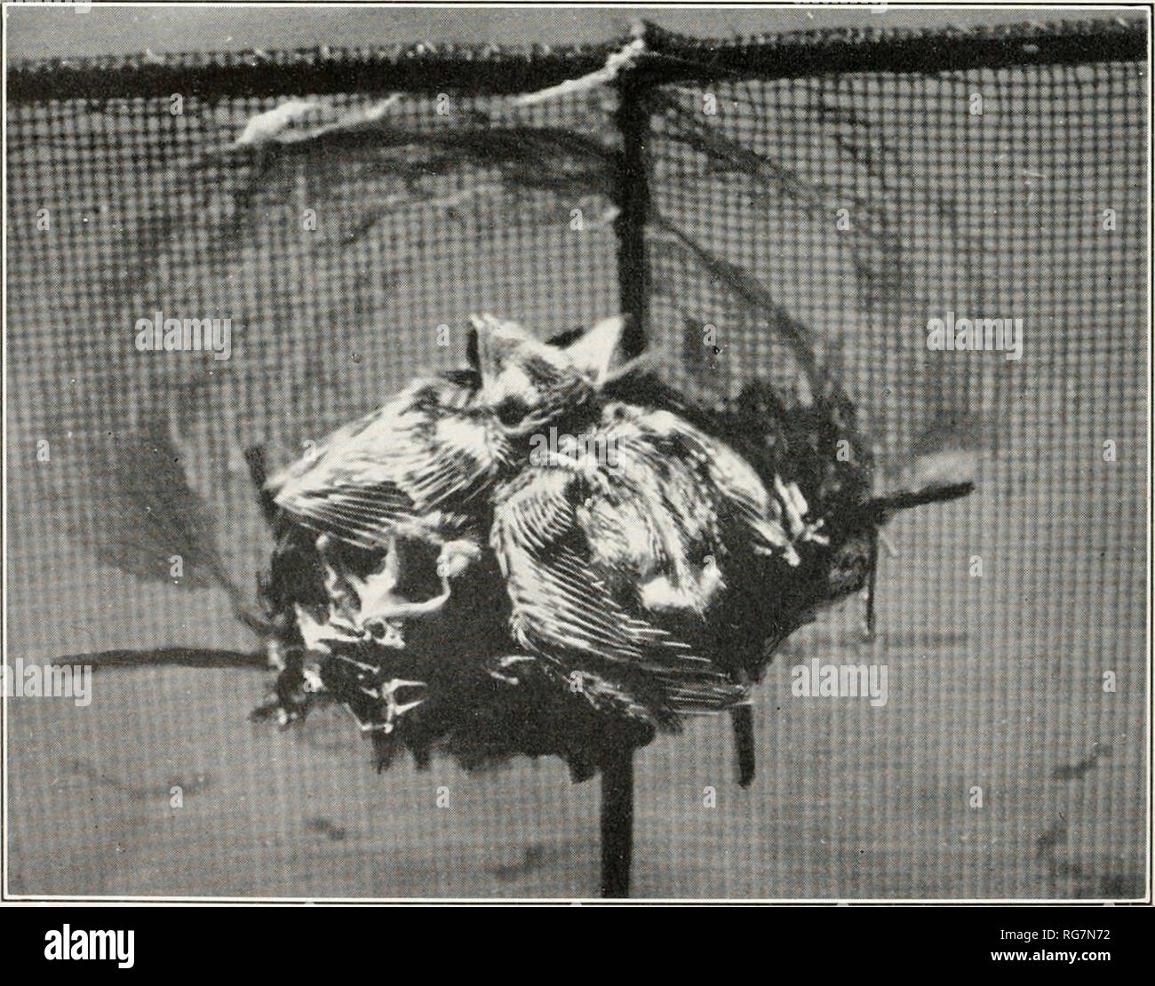 . Bulletin - United States National Museum. Wissenschaft. Us NATIONAL MUSEUM BULLETIN 176 Platte 46 PHS^^H^ Tj ^j^^^ P ^^H^^^^^^^^^^^^^ RiOmp* • • rSl^S. Arnprior, Ontario. C. Mcnamara. Verschachtelung von Schornstein swifts auf einem fireguard auf einem Herd. (Beachten Sie den Kreis der Leim. j. Bitte beachten Sie, dass diese Bilder sind von der gescannten Seite Bilder, die digital für die Lesbarkeit verbessert haben mögen - Färbung und Aussehen dieser Abbildungen können nicht perfekt dem Original ähneln. extrahiert. United States National Museum, Smithsonian Institution, Usa. Abt. des Innenraums. Washington: Smithsonian I Stockfoto